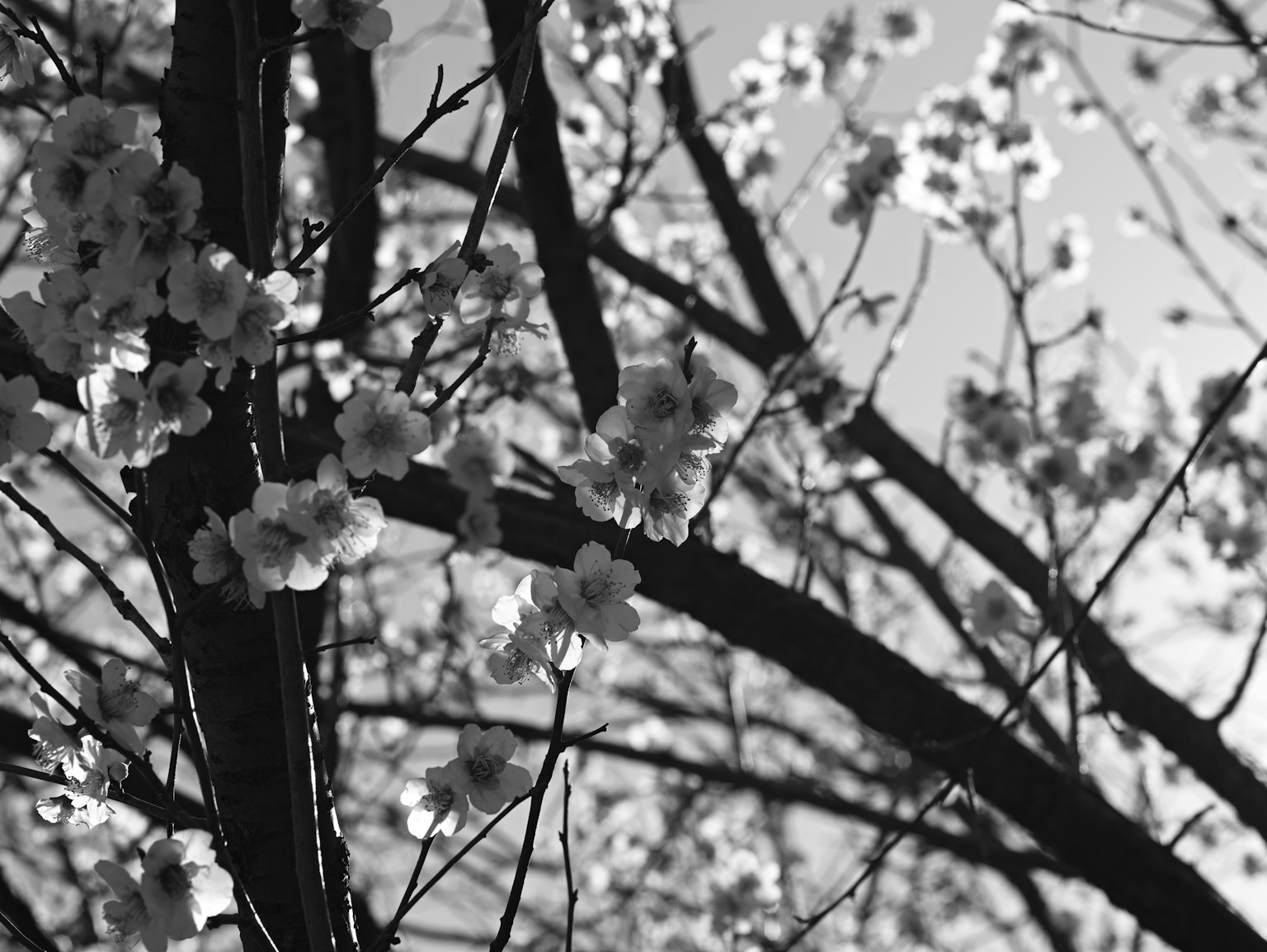 Black and white close-up of cherry blossoms and branches