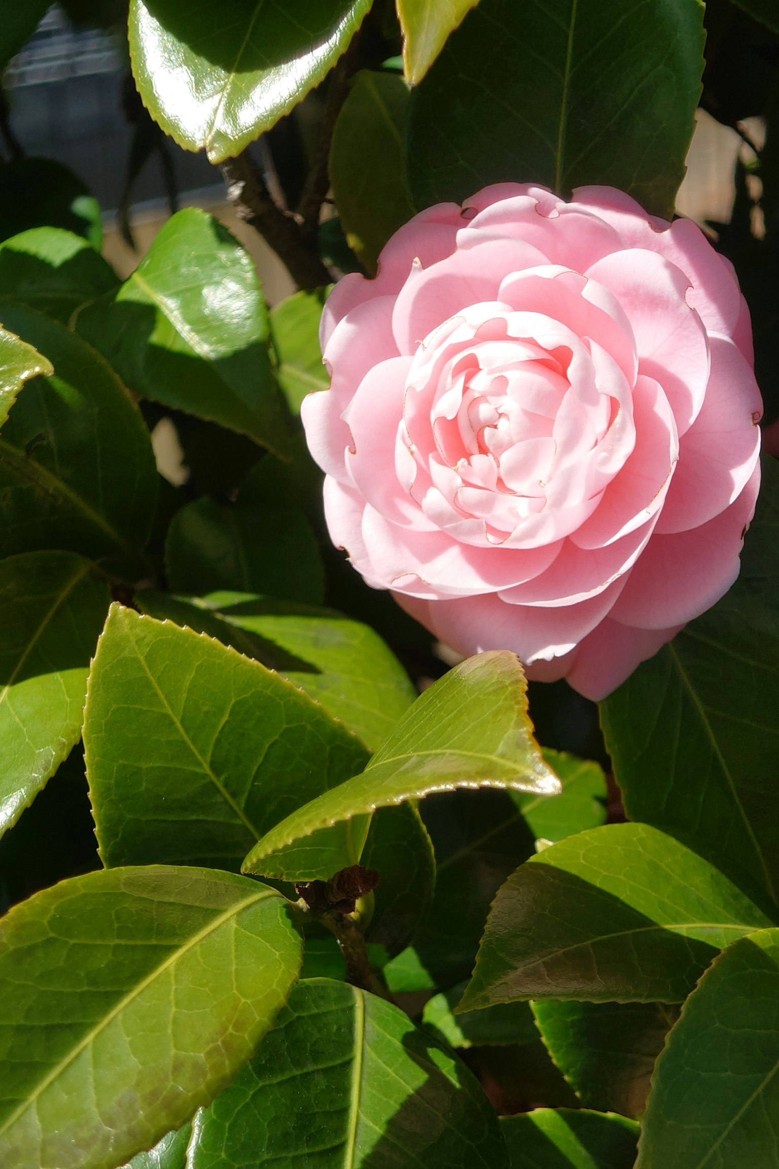 Un bellissimo fiore di camelia rosa che fiorisce tra le foglie verdi