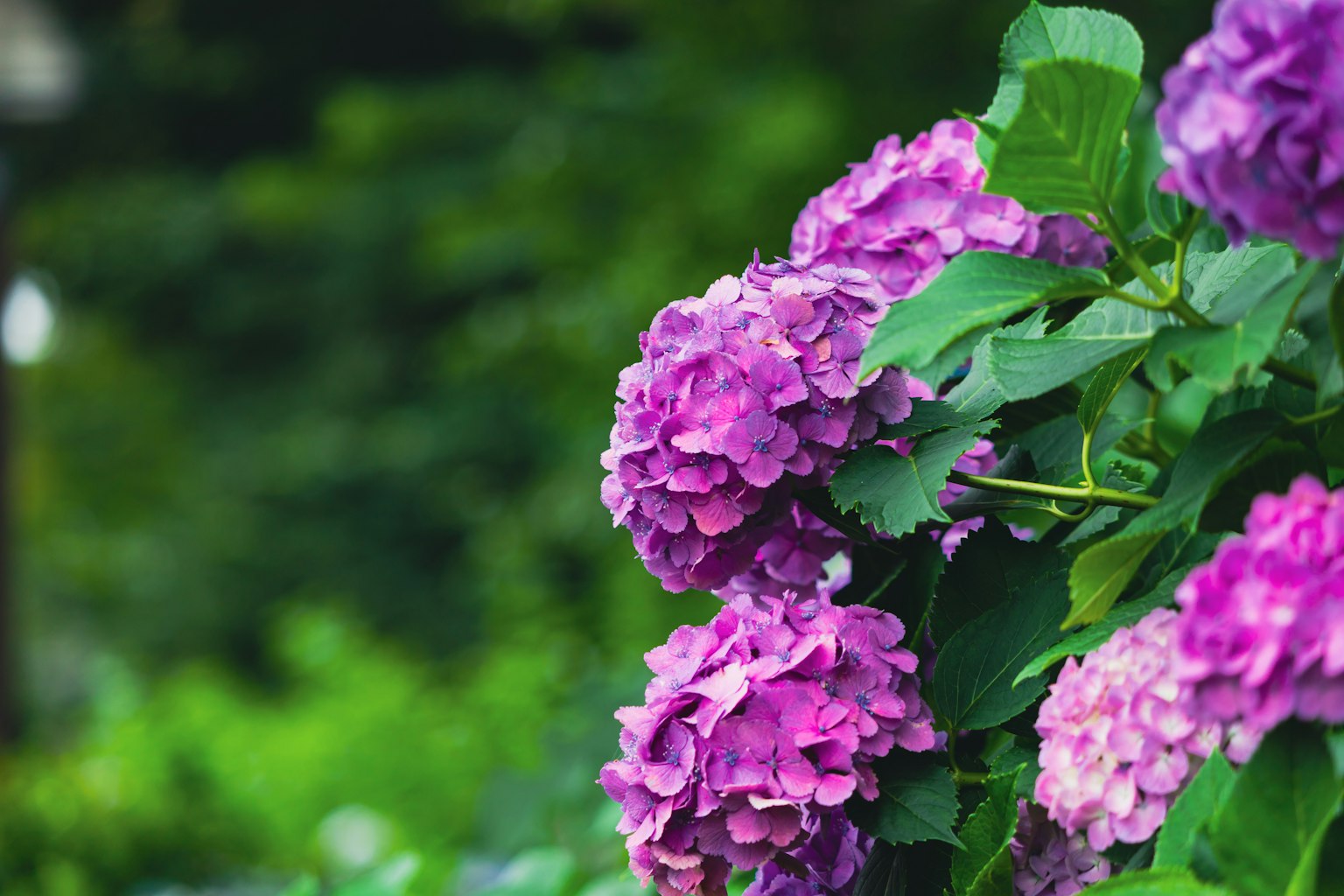 Purple hydrangea flowers blooming against a green background