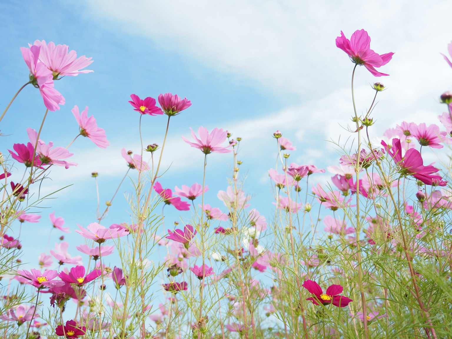 Flores de cosmos rosas floreciendo bajo un cielo azul