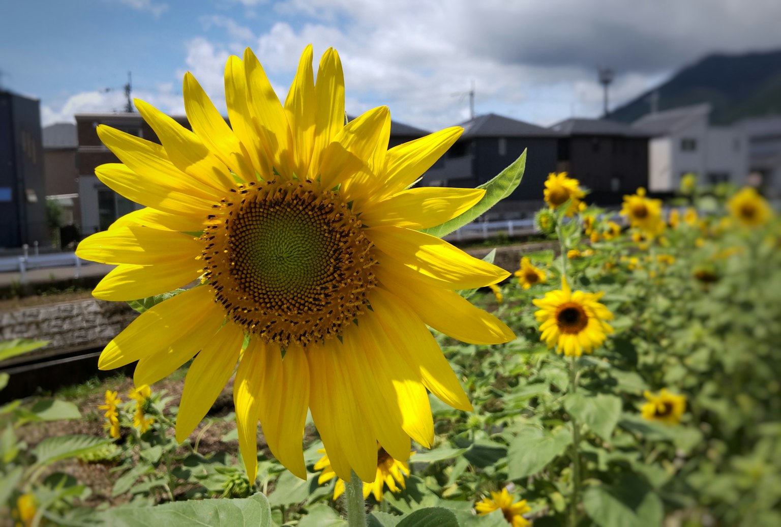 在明亮阳光下盛开的向日葵特写,背景中有其他向日葵