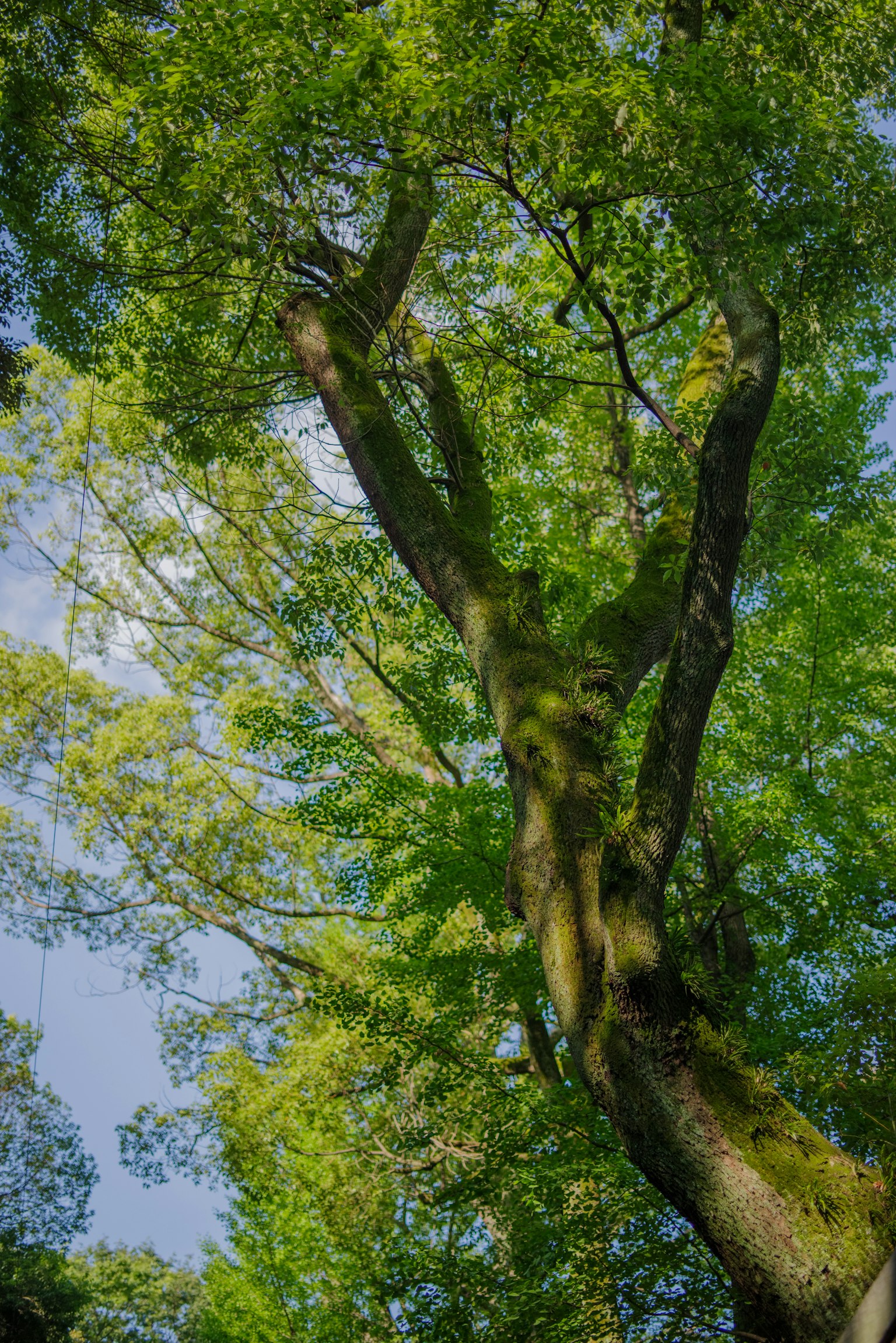 Grand arbre vu d'en bas avec des feuilles vertes luxuriantes