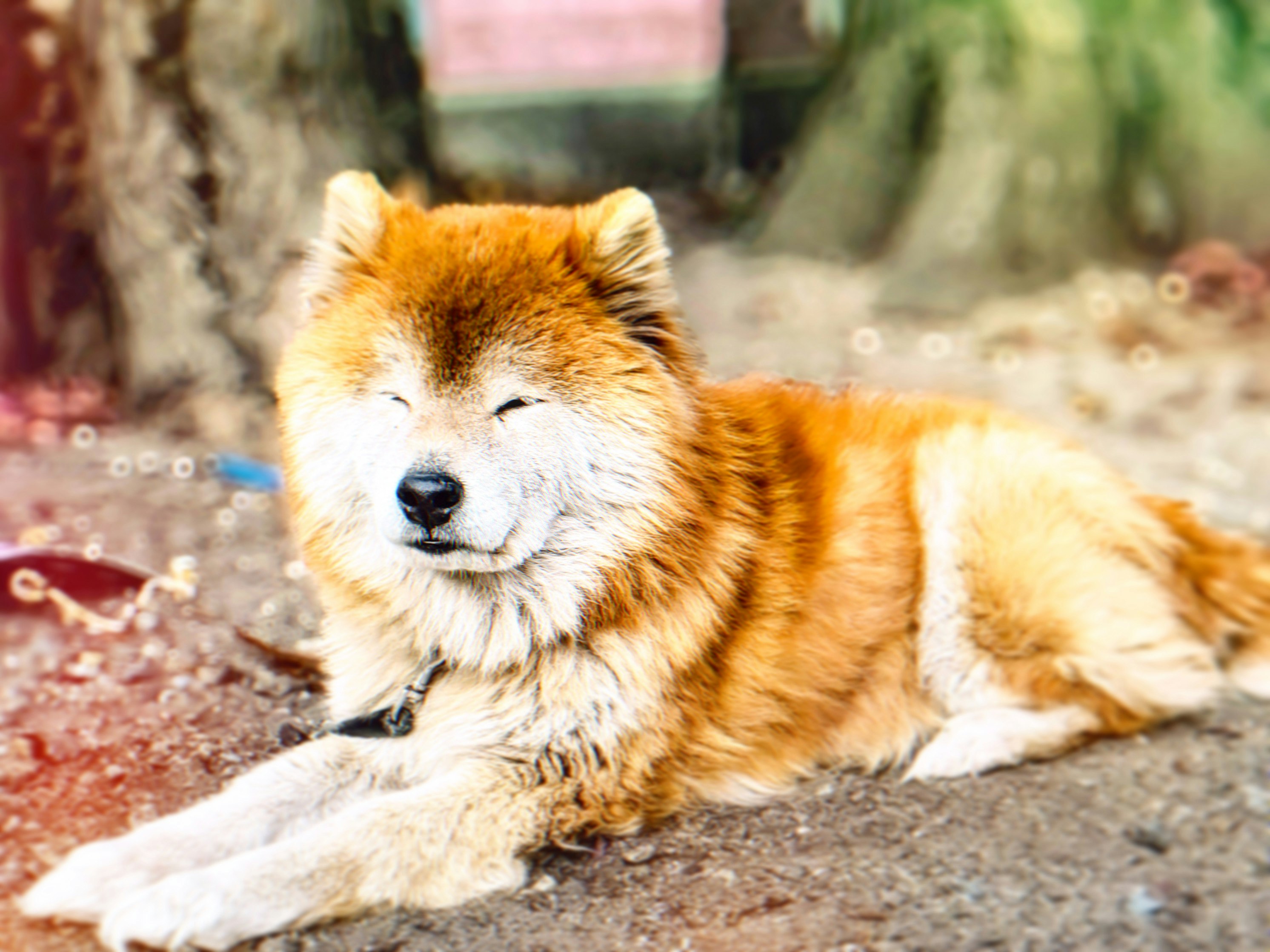 路地の石畳でくつろぐ柴犬
