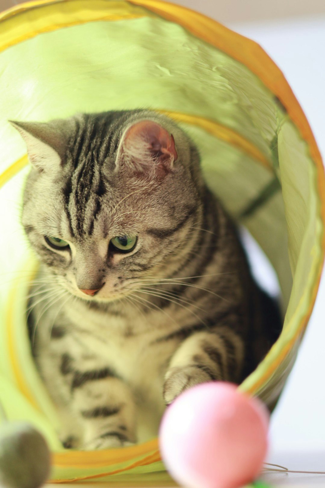 猫がトンネル型おもちゃの中で見つめる