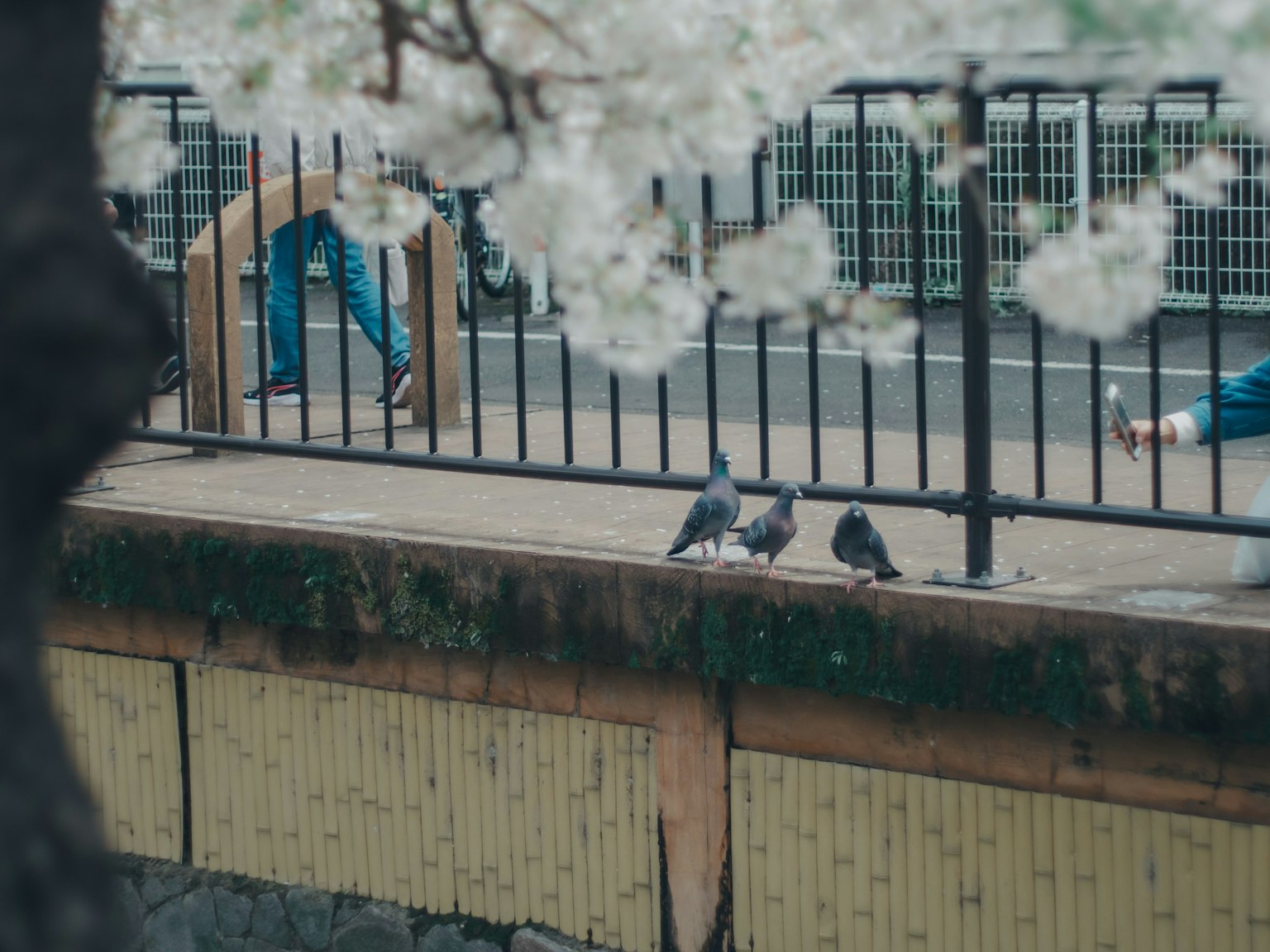 Dos palomas bajo un árbol de cerezo en flor con personas caminando al fondo