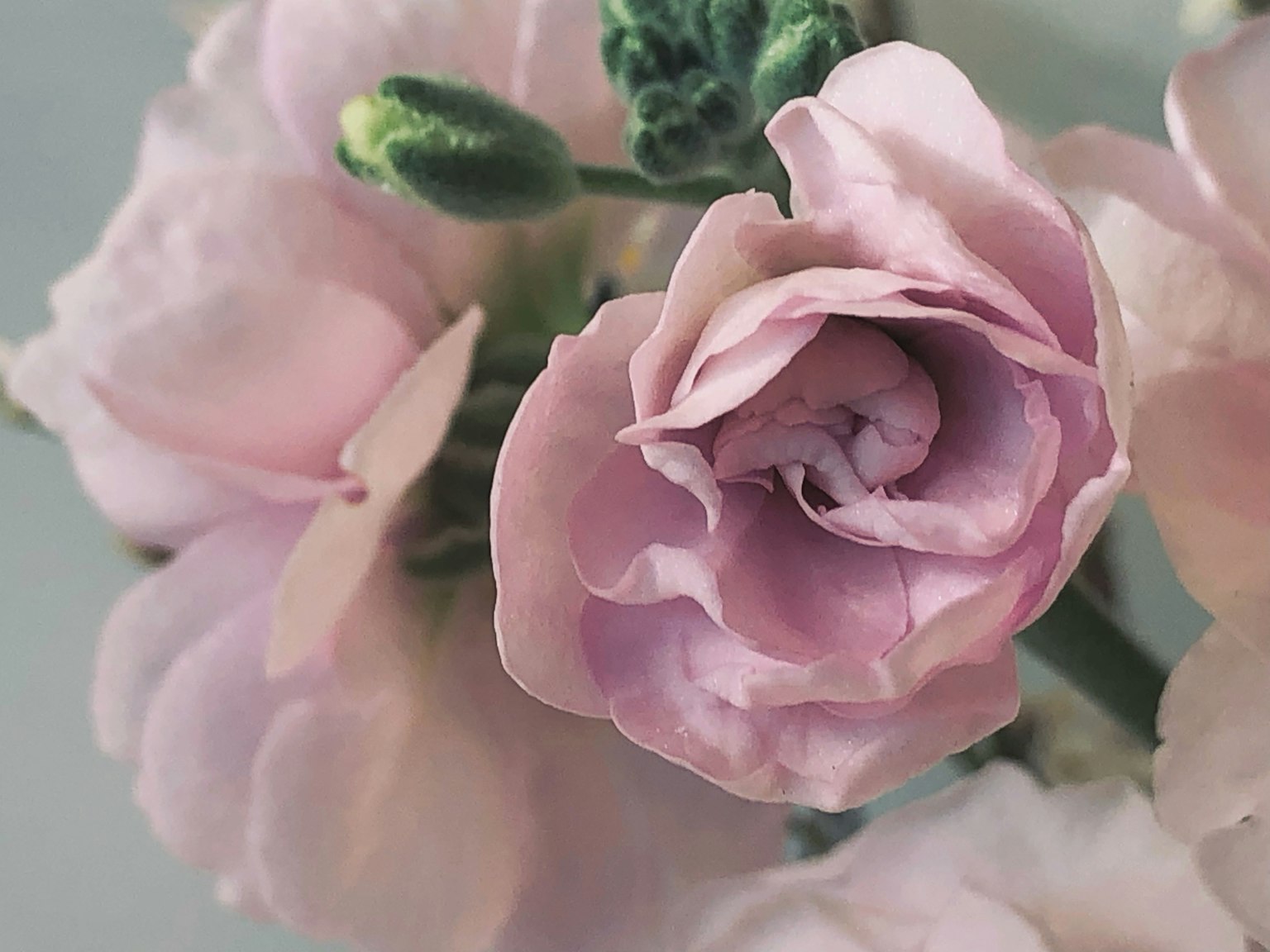 Nahaufnahme von blassen rosa Ranunkelblütenblättern