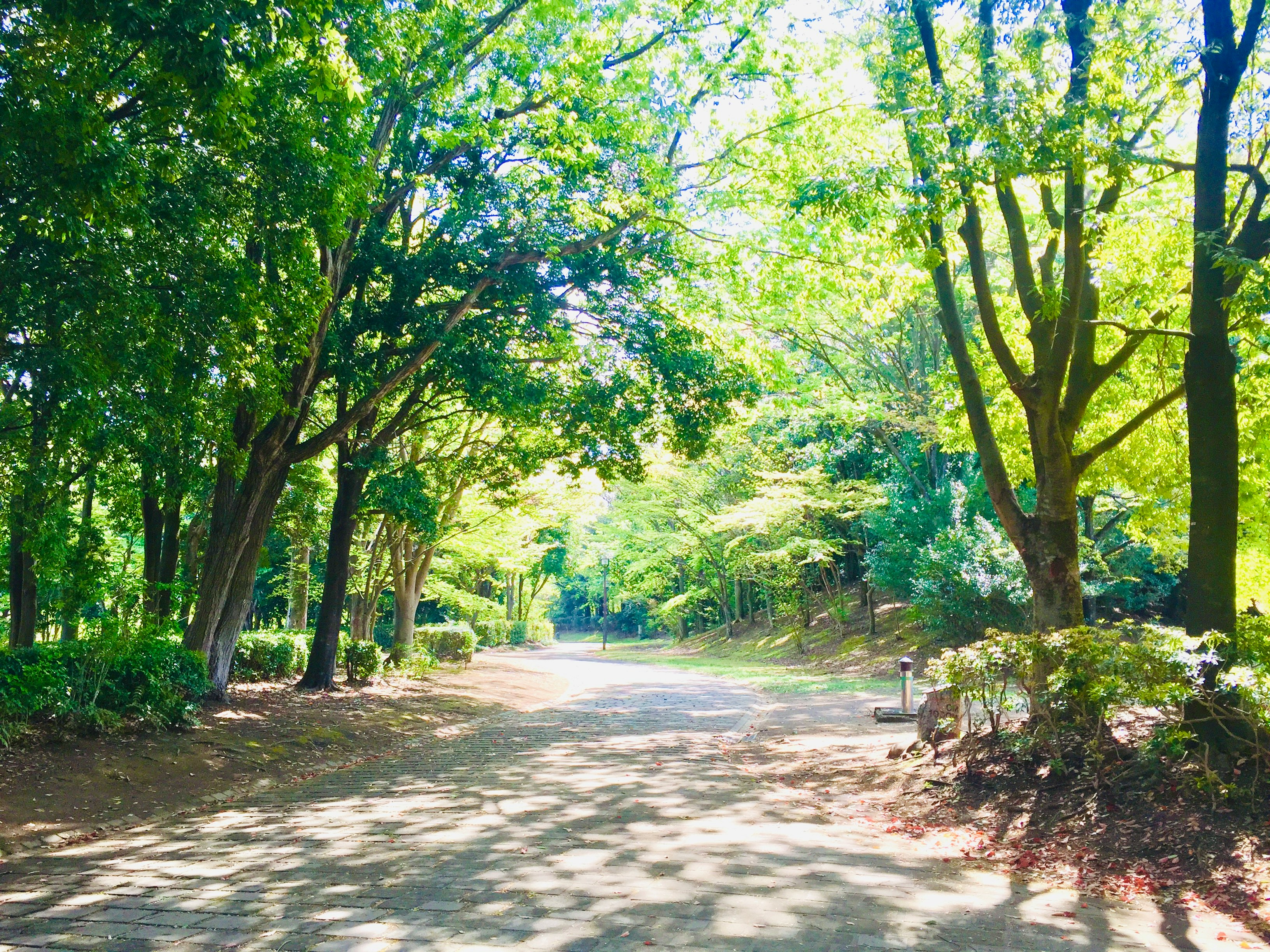 park walkway lined with trees