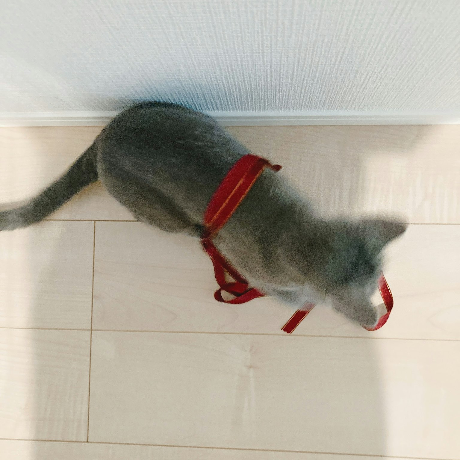 Chat gris portant un harnais rouge sur le sol
