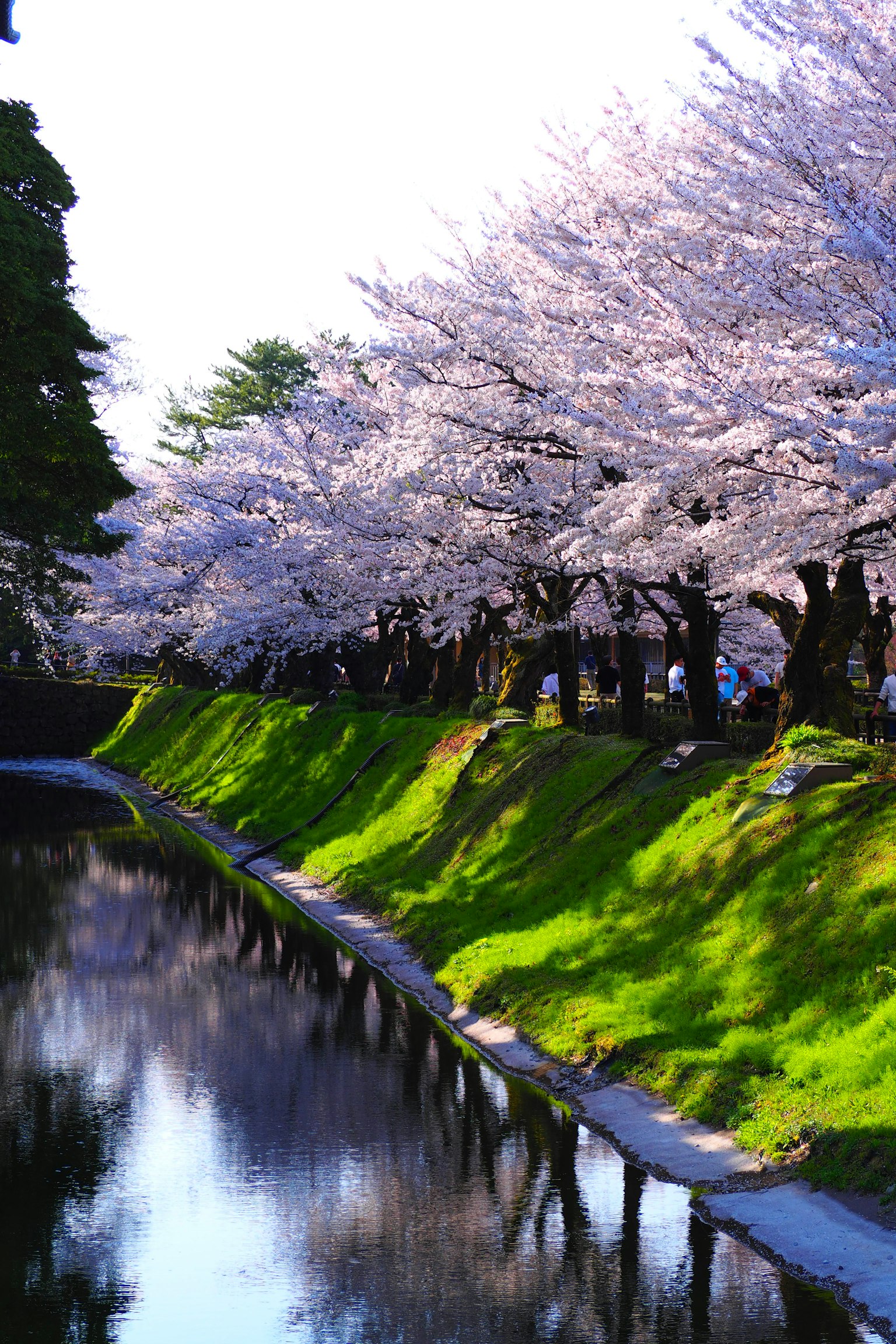 Cherry blossom trees lining a green pathway beside a calm waterway