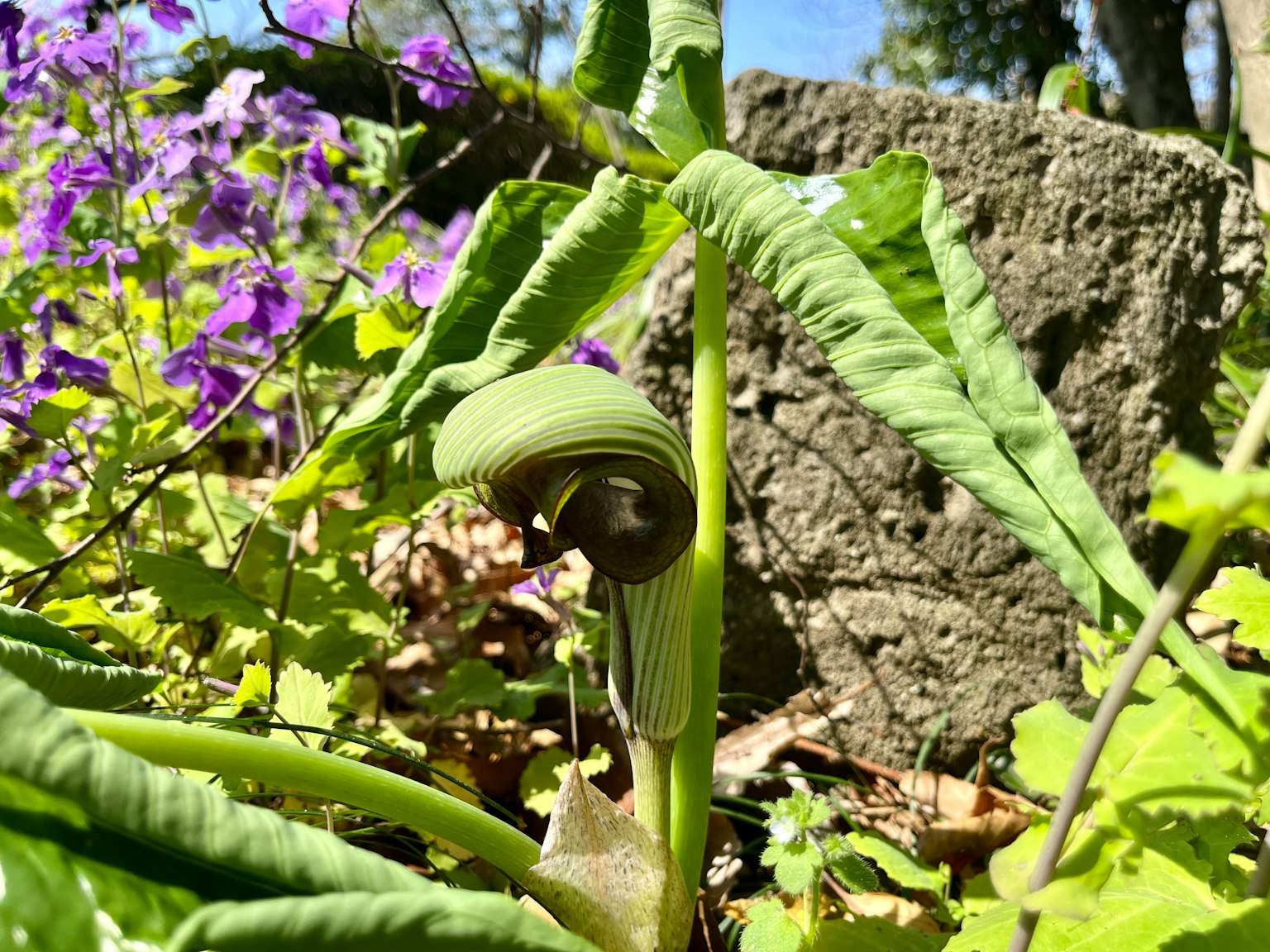 Unique shaped leaf of a green plant surrounded by purple flowers in a natural setting