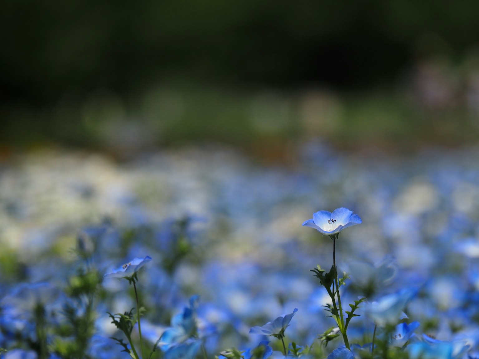 一片藍花的田野，背景模糊