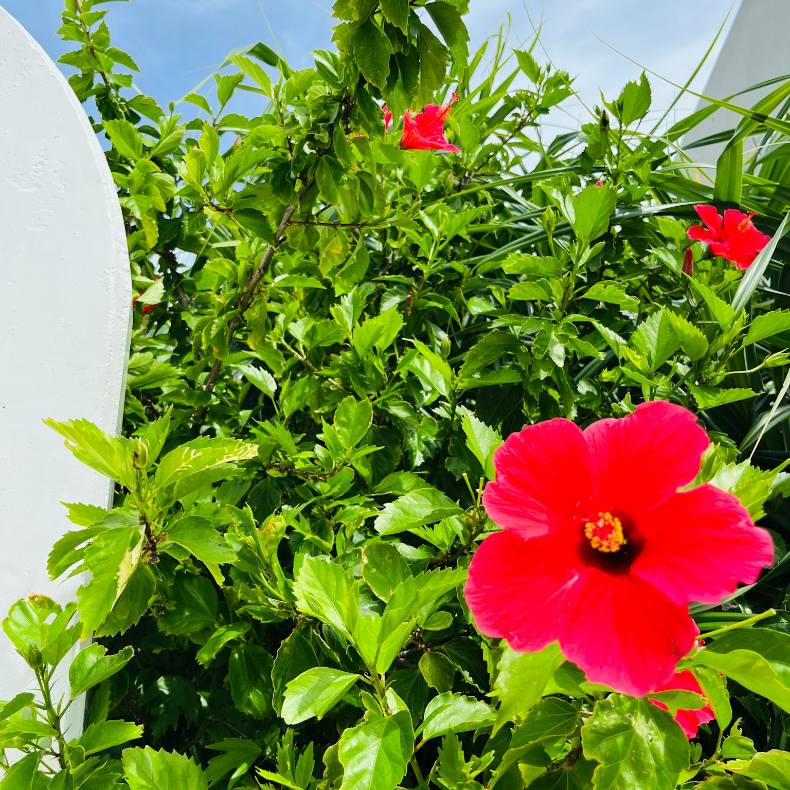 Một bông hoa hibiscus đỏ rực nở giữa những chiếc lá xanh tươi