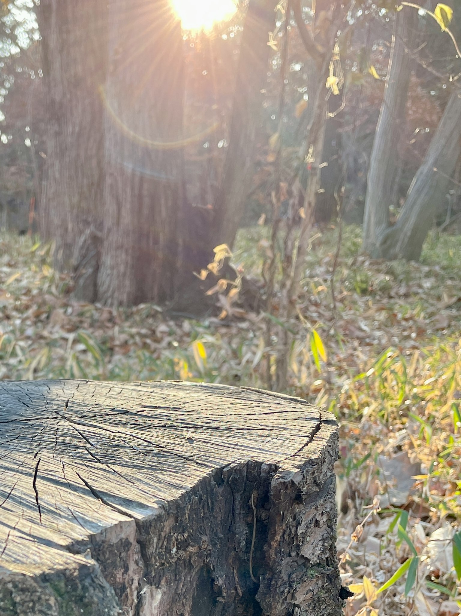 Nahaufnahme eines Baumstumpfs mit Sonnenlicht, das durch den Wald fällt