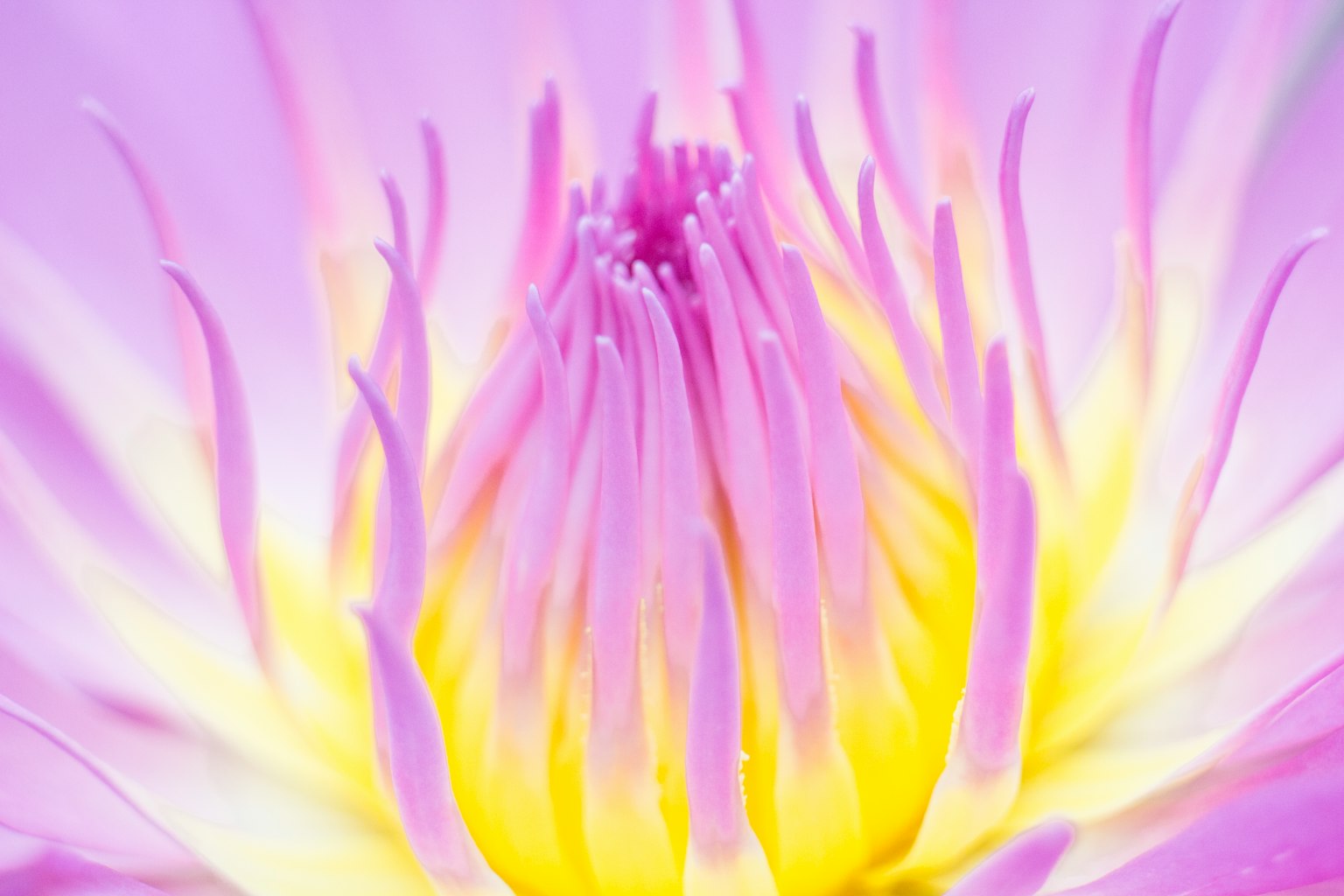 Close-up of a purple water lily with bright yellow stamens in the center