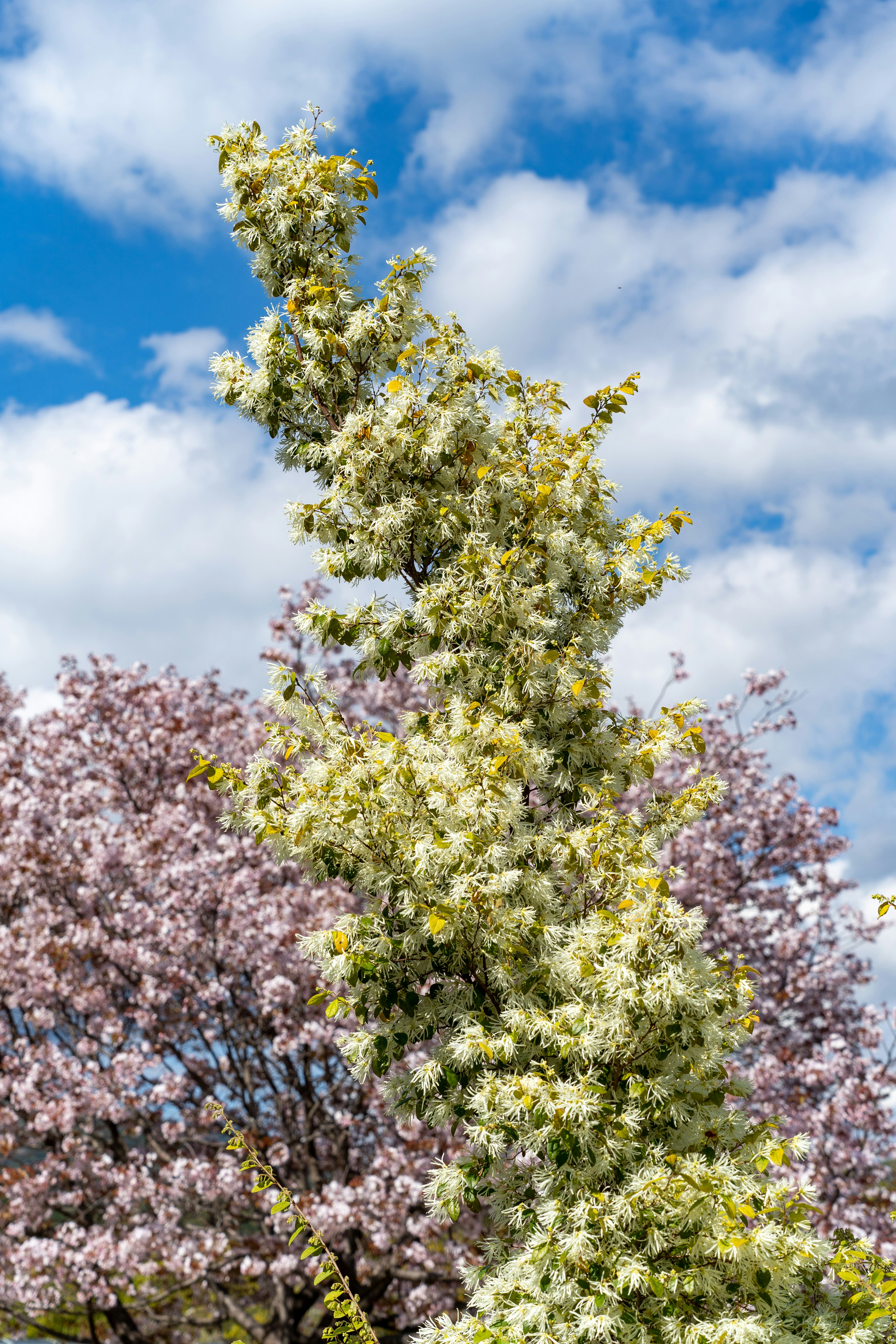 満開の桜の上に咲く白い花の木