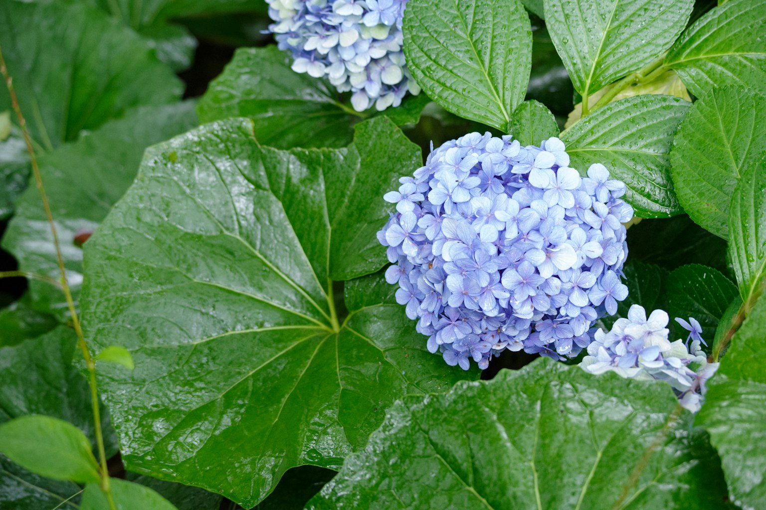 Gros plan sur une fleur d'hortensia bleue avec des feuilles vertes