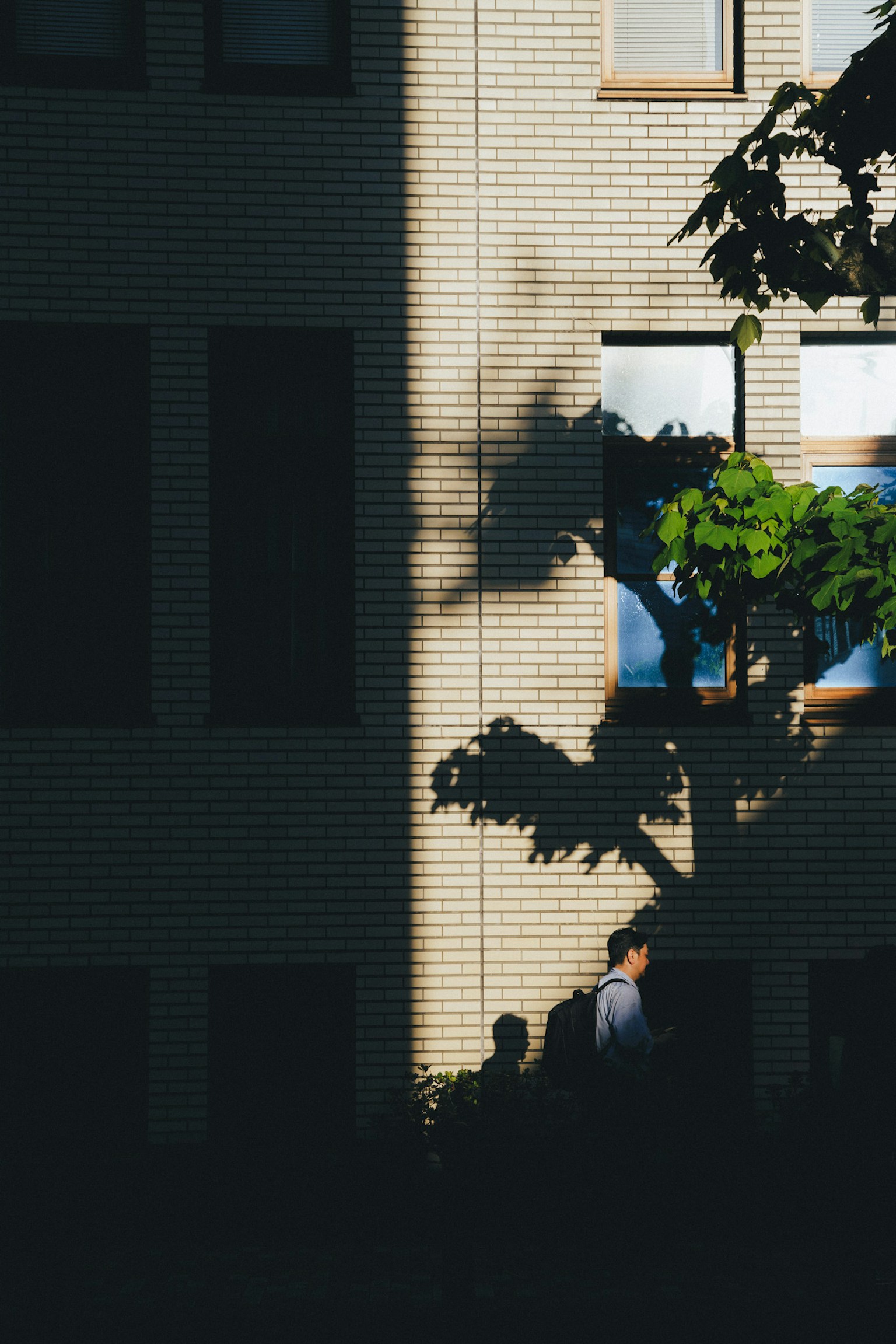 Shadow of a tree on a building wall with a person walking