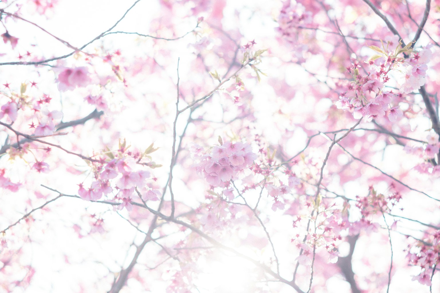 Zarte rosa Kirschblüten vor einem hellen Hintergrund