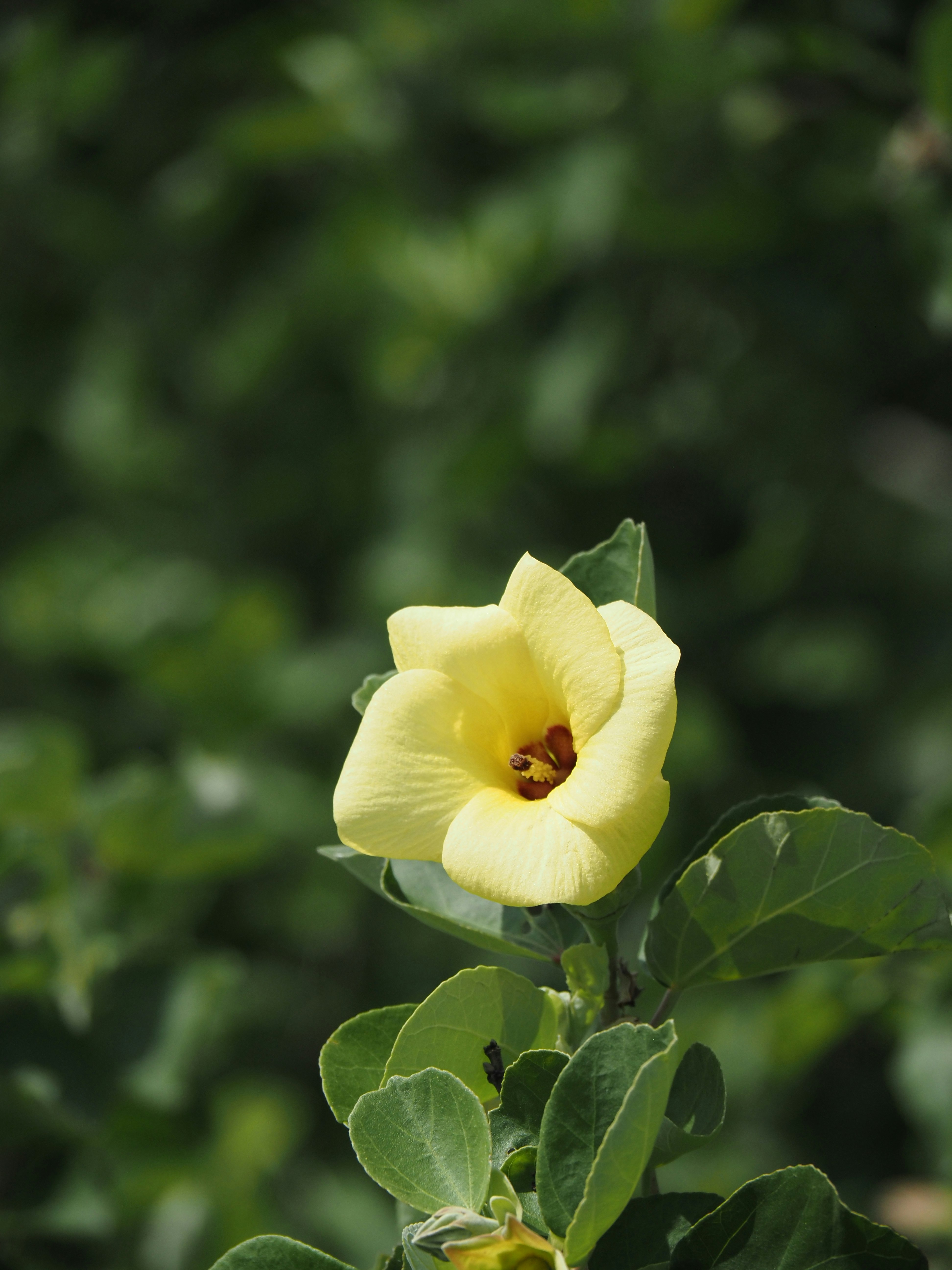黄色いハマボウの花と葉のクローズアップ