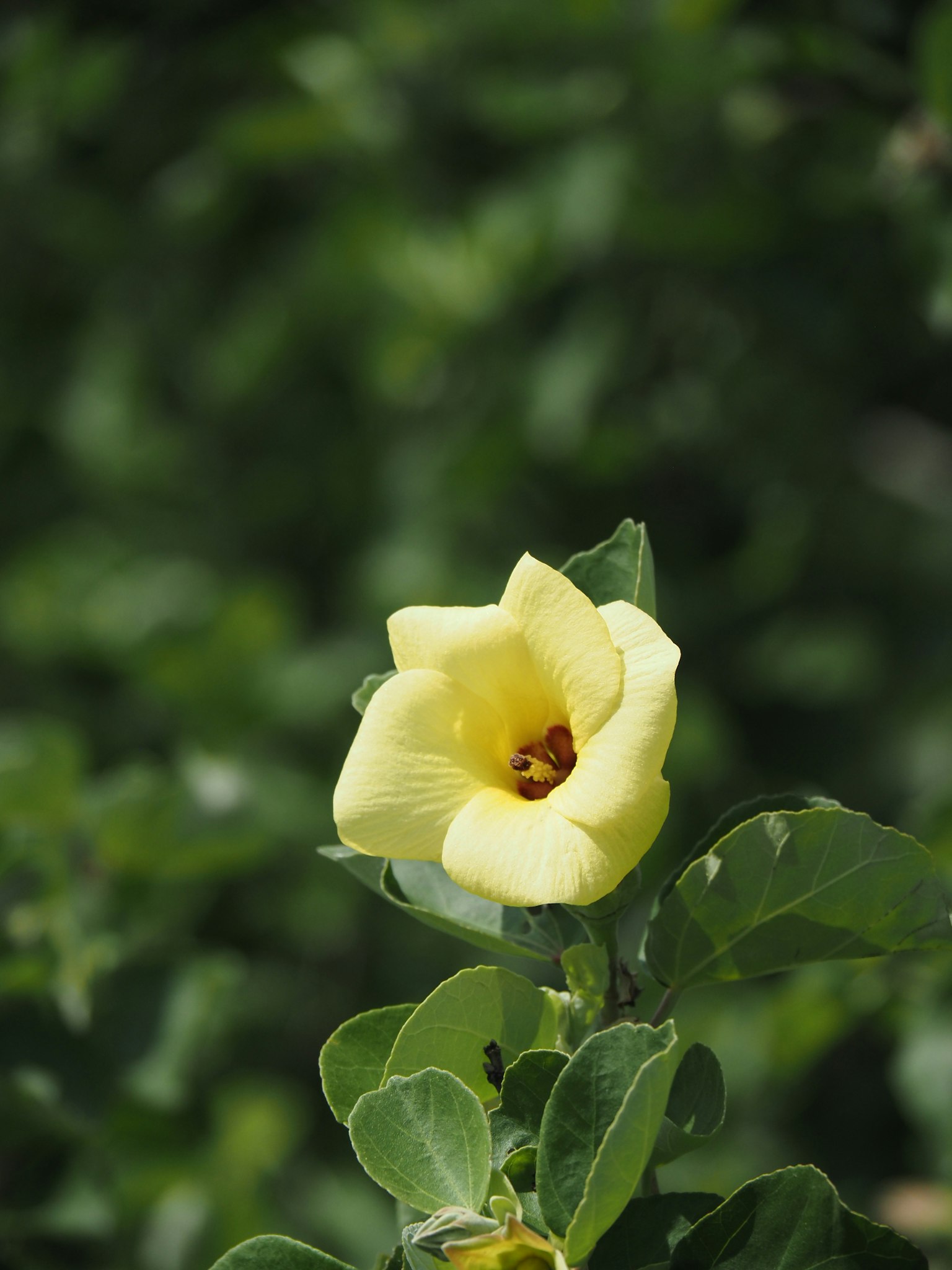Une fleur jaune vif fleurissant parmi des feuilles vertes