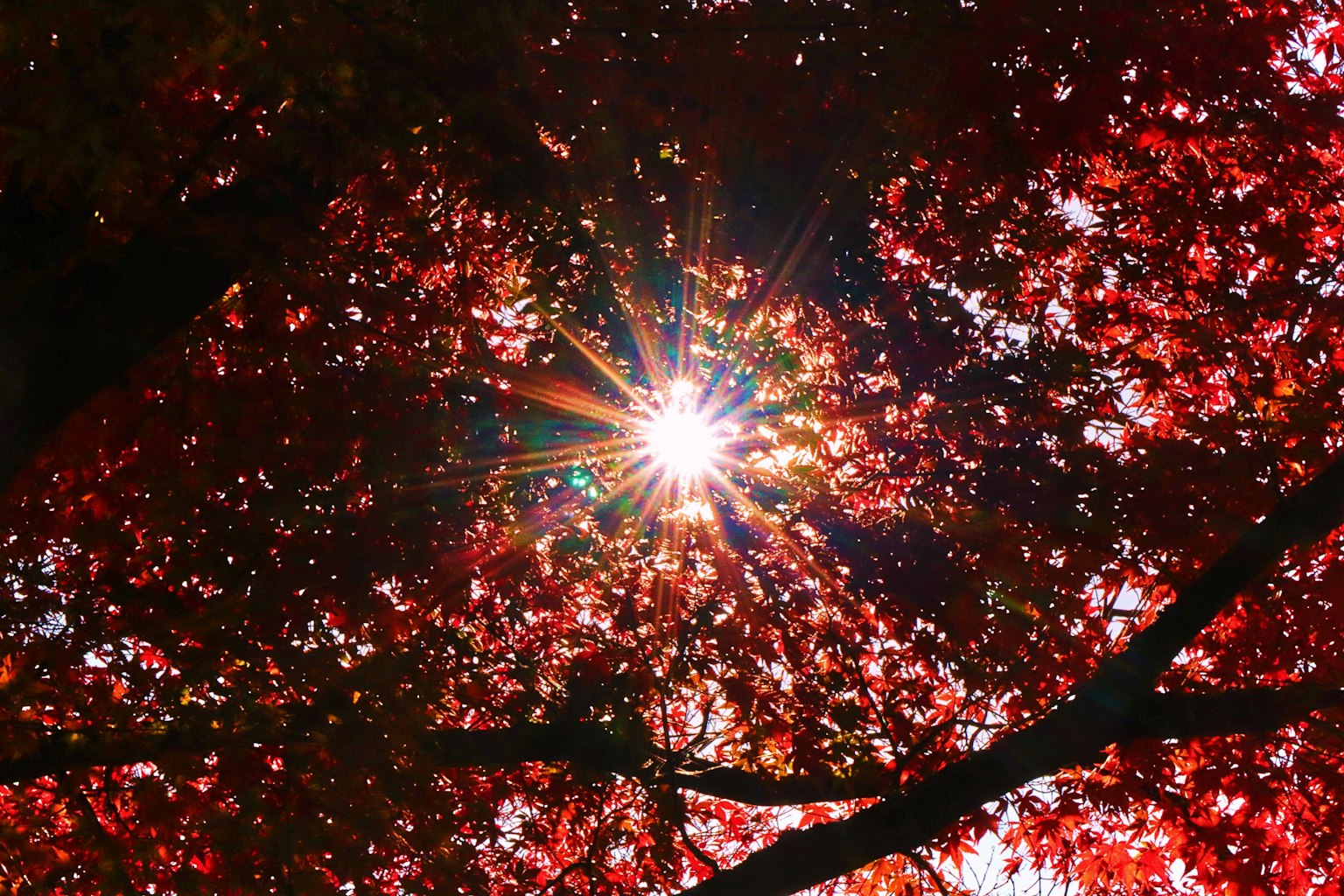 Sunlight shining through vibrant red leaves