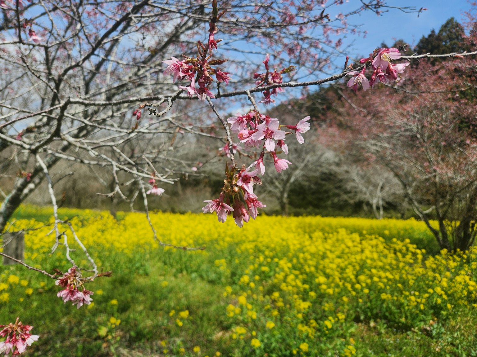 Escena de primavera con cerezos en flor y flores de colza