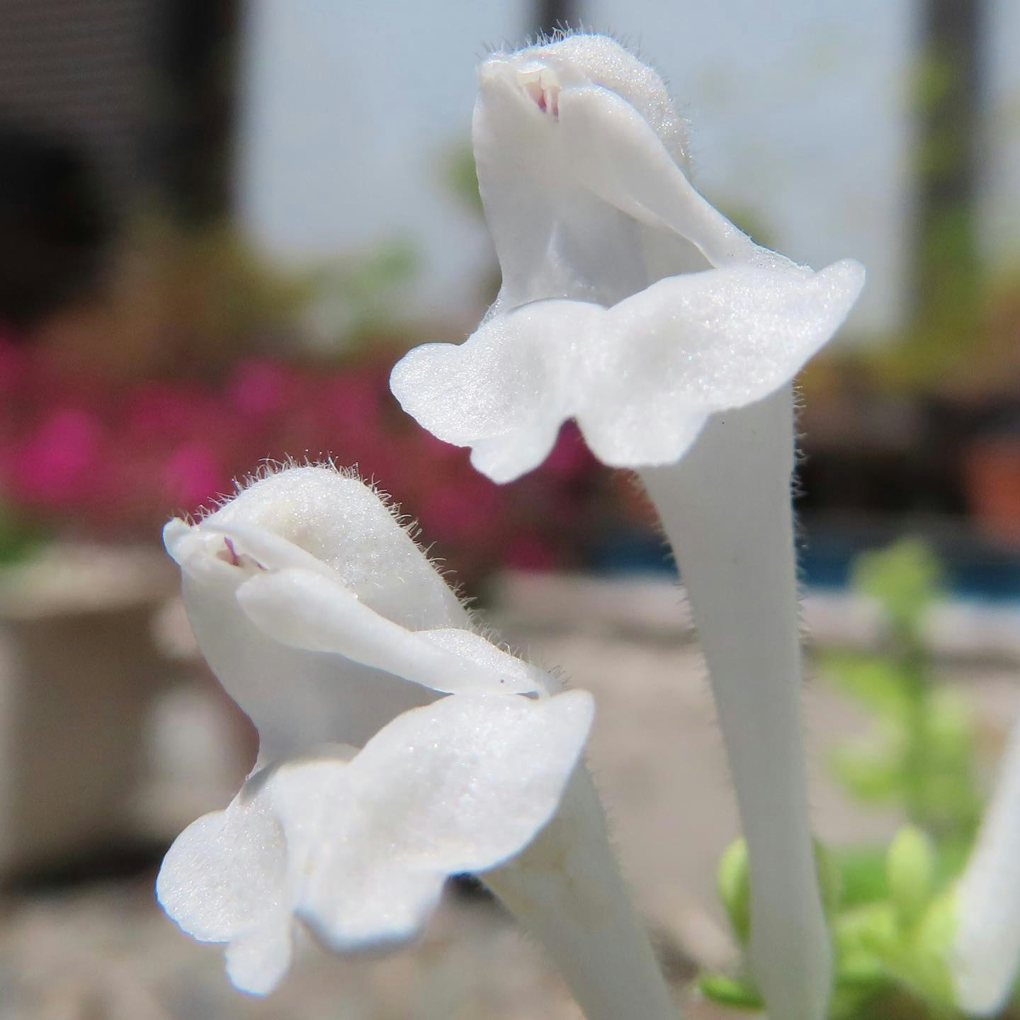 pequeñas flores blancas que se mecen con fondo de jardín desenfocado