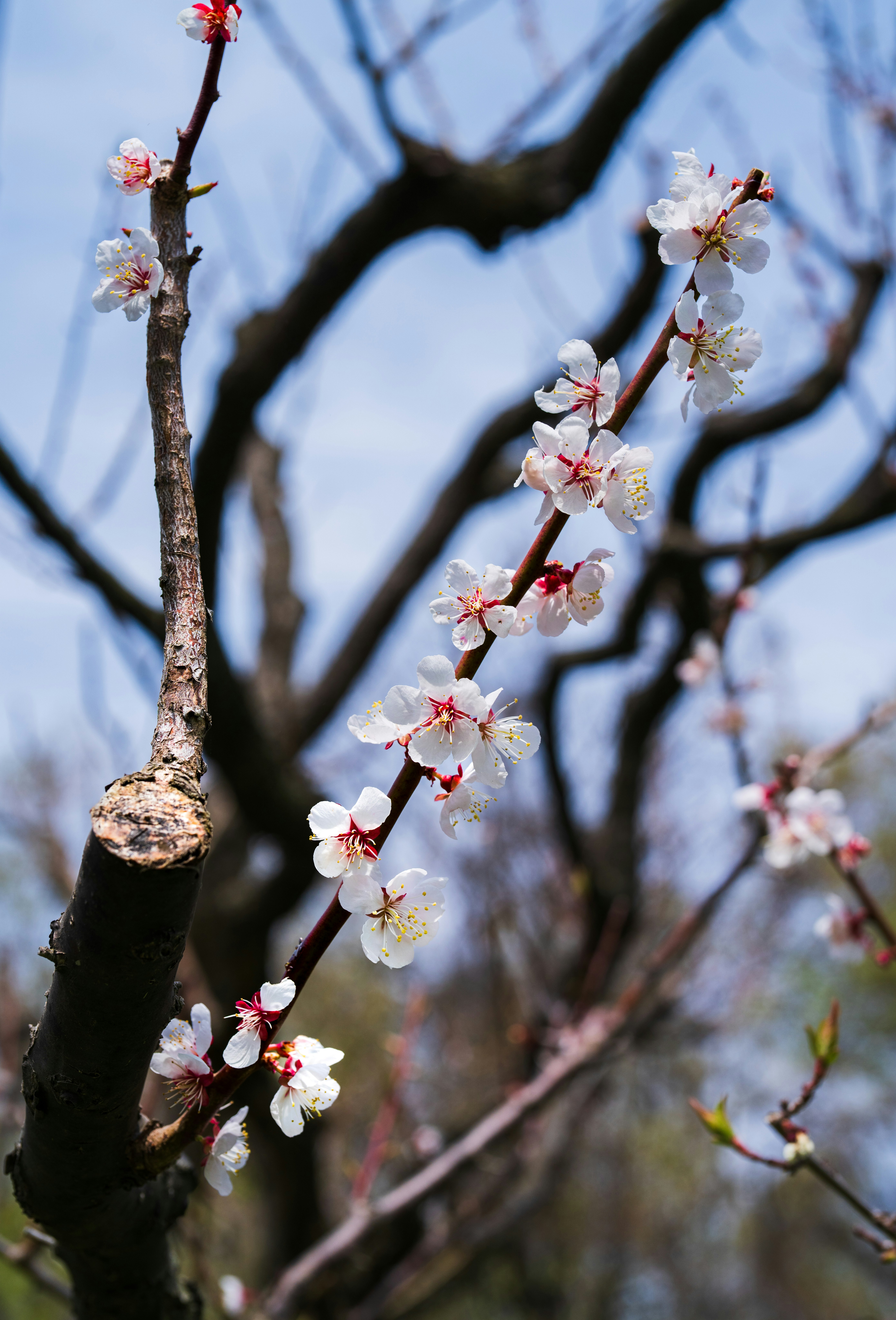 蓝天背景下梅花枝头特写