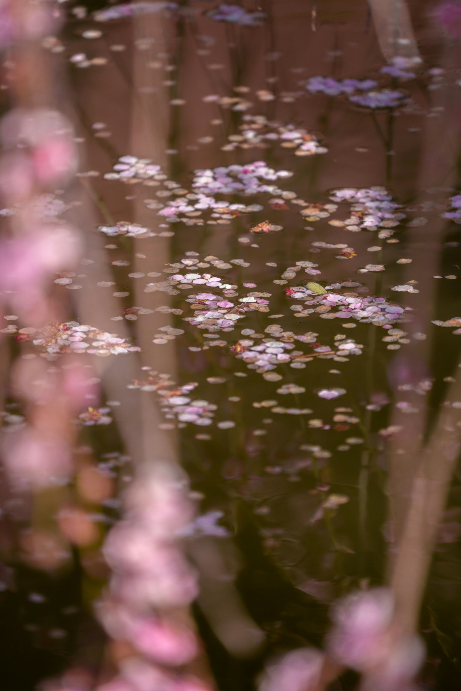 Piccoli petali di fiori che galleggiano sulla superficie dell'acqua con piante sfocate sullo sfondo