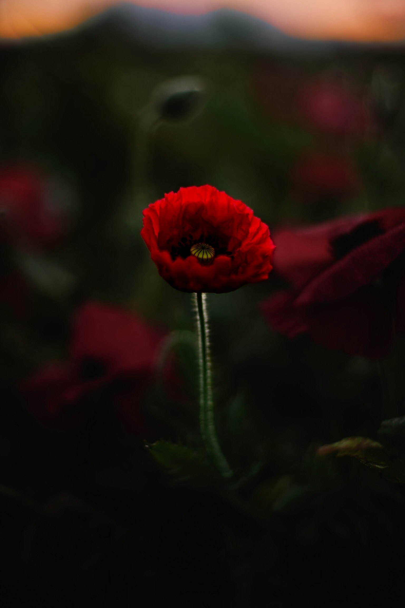 Un fiore di papavero rosso spicca tra il fogliame verde sfocato