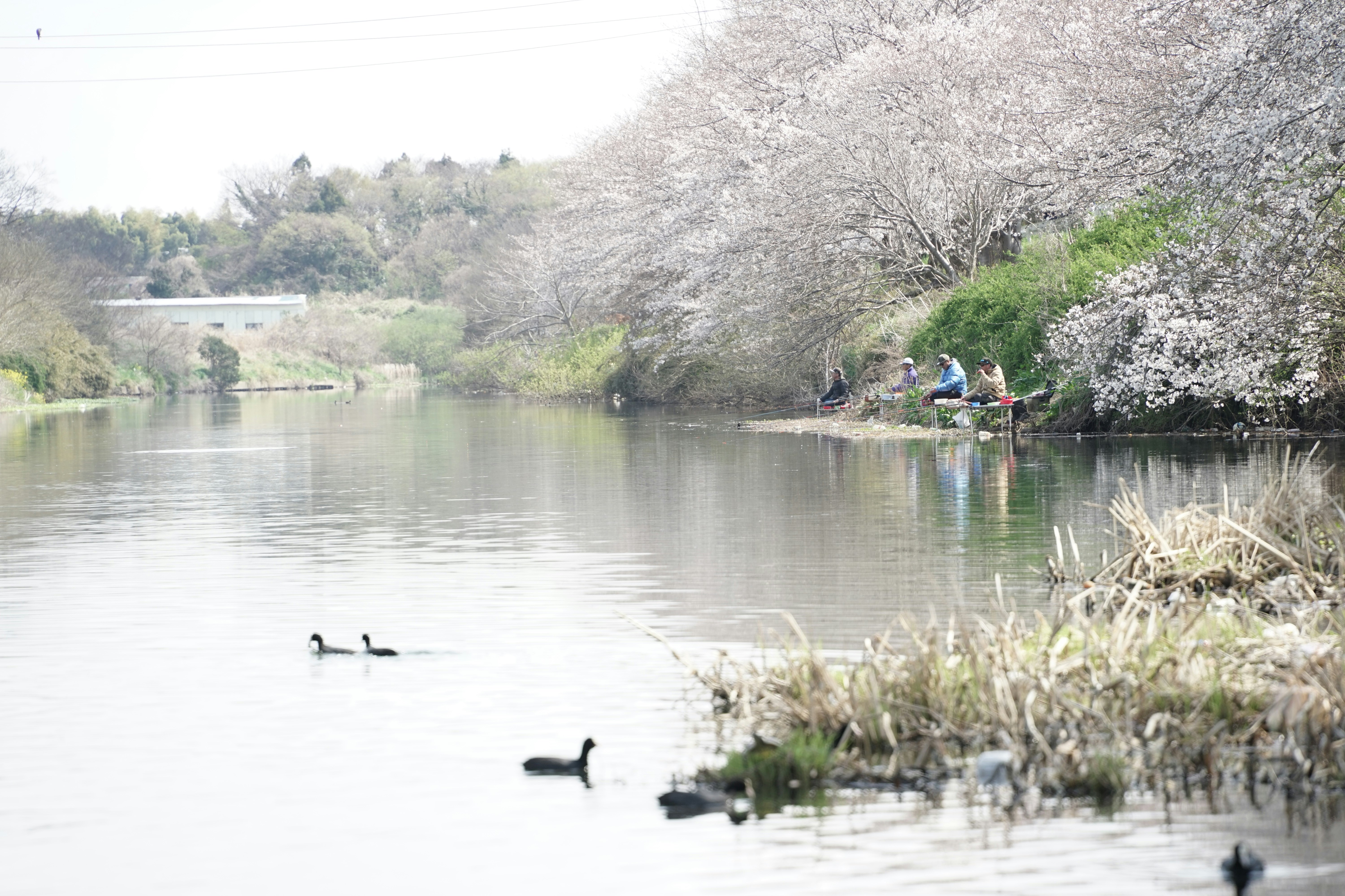 川沿いの桜並木と水面のカモ
