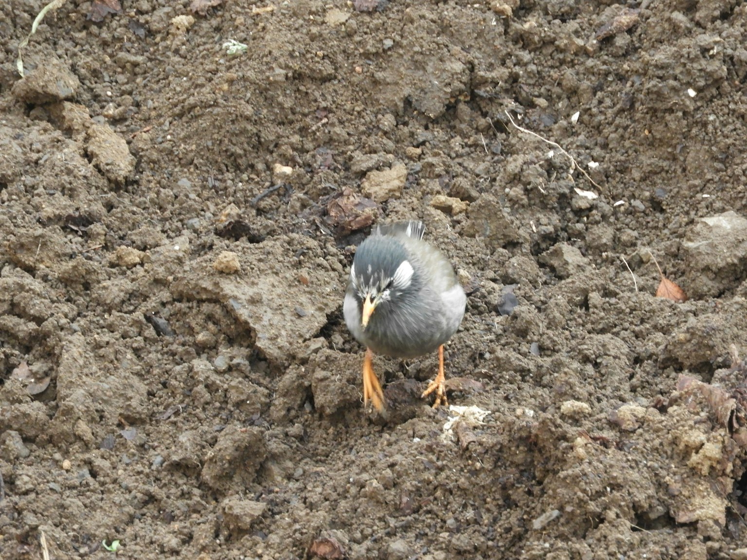 A small bird standing on the ground in a dirt patch