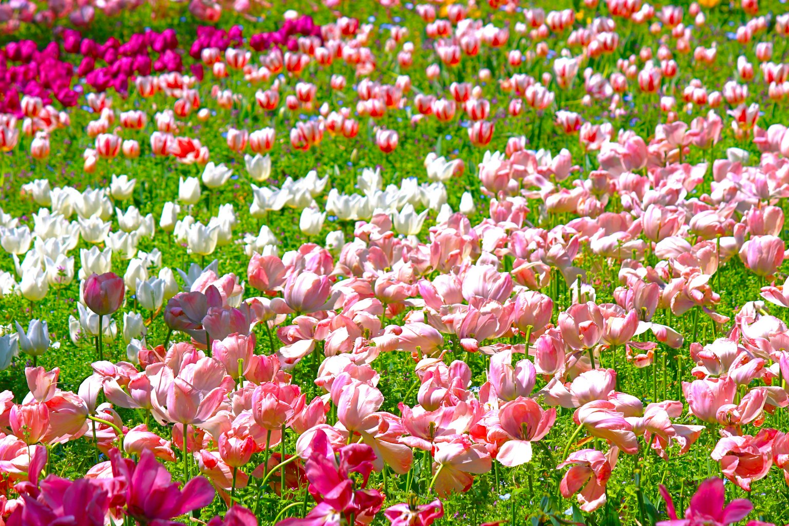 Lapangan tulip yang berwarna-warni dengan bunga merah muda putih dan merah yang mekar penuh