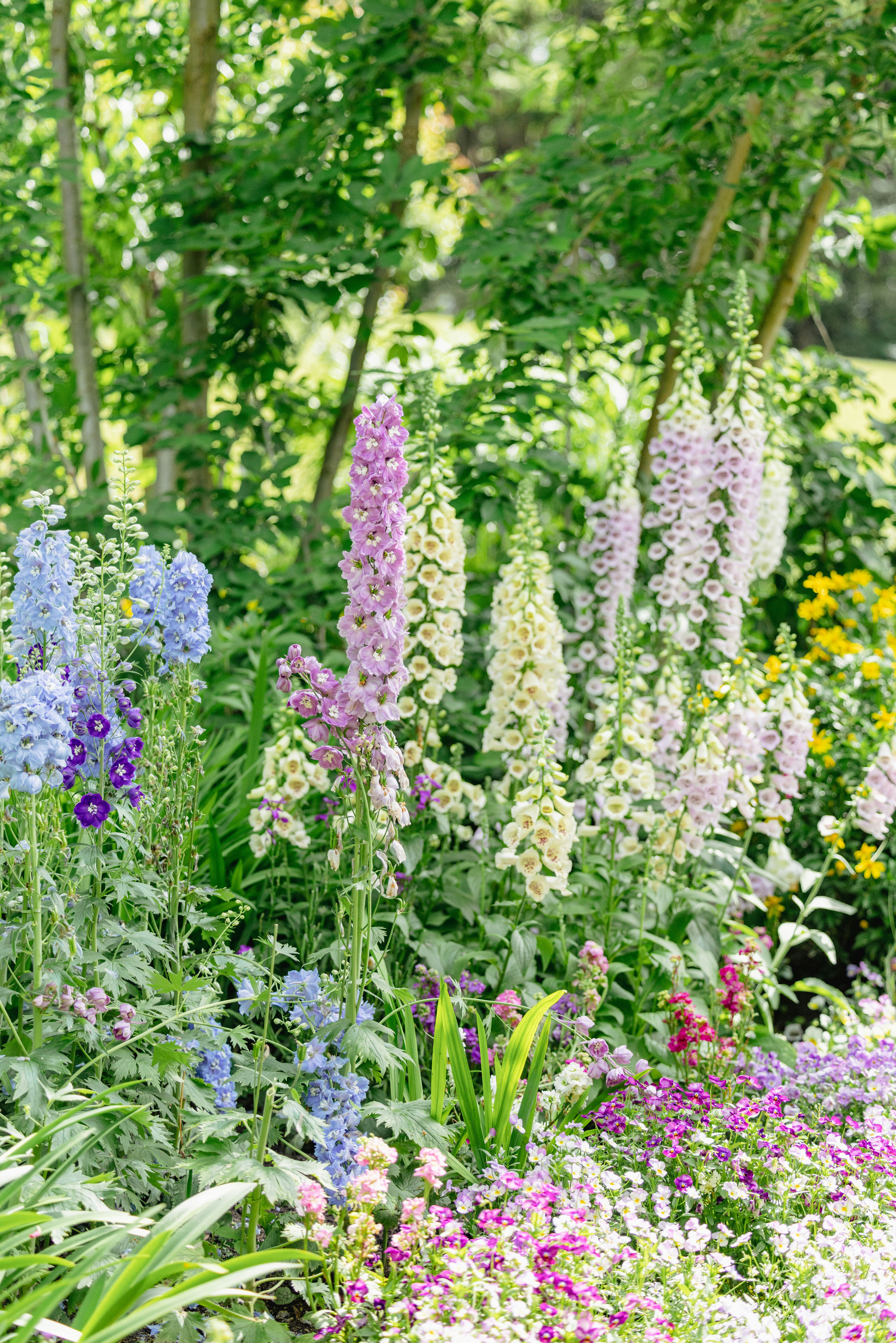 花壇に咲く色とりどりのスイートピーの花穂