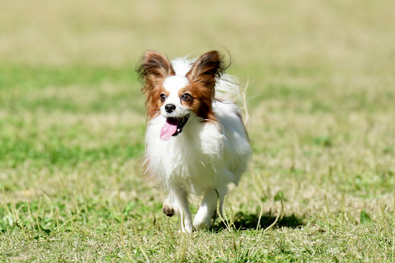 Papillon-Hund, der fröhlich in einem grasbewachsenen Park läuft