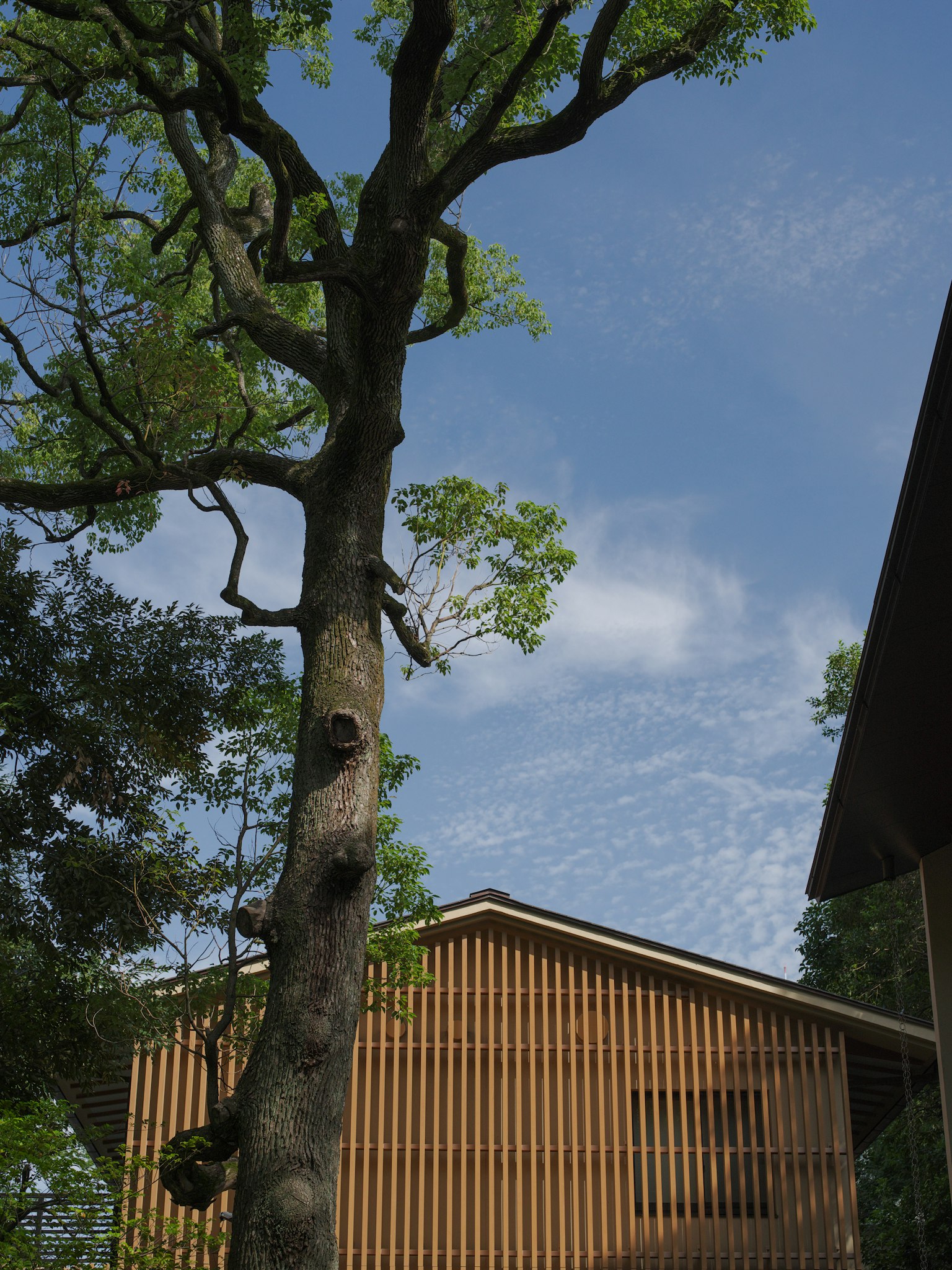 Tall tree beside a wooden building under a blue sky