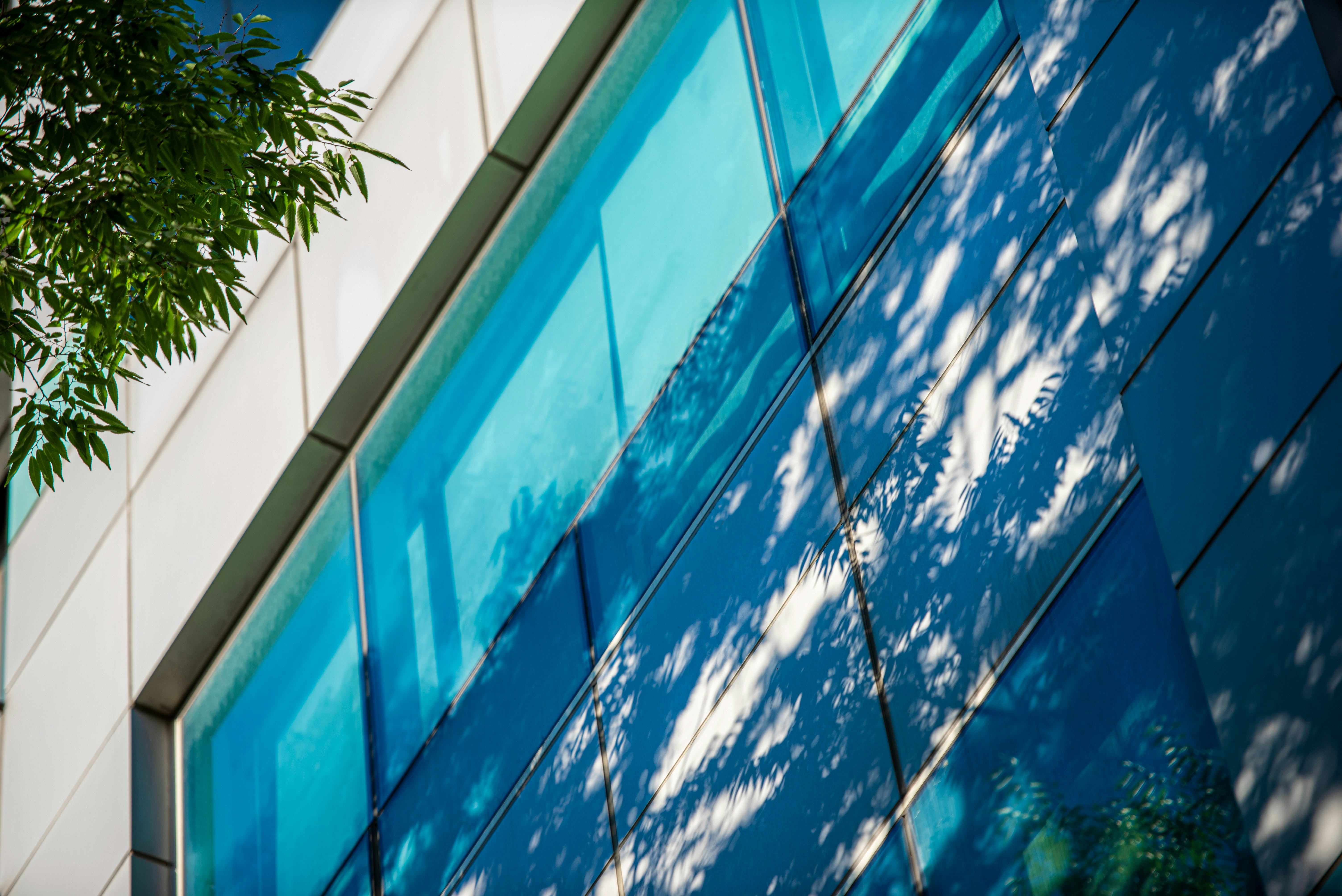 blue glass building facade with tree shadows
