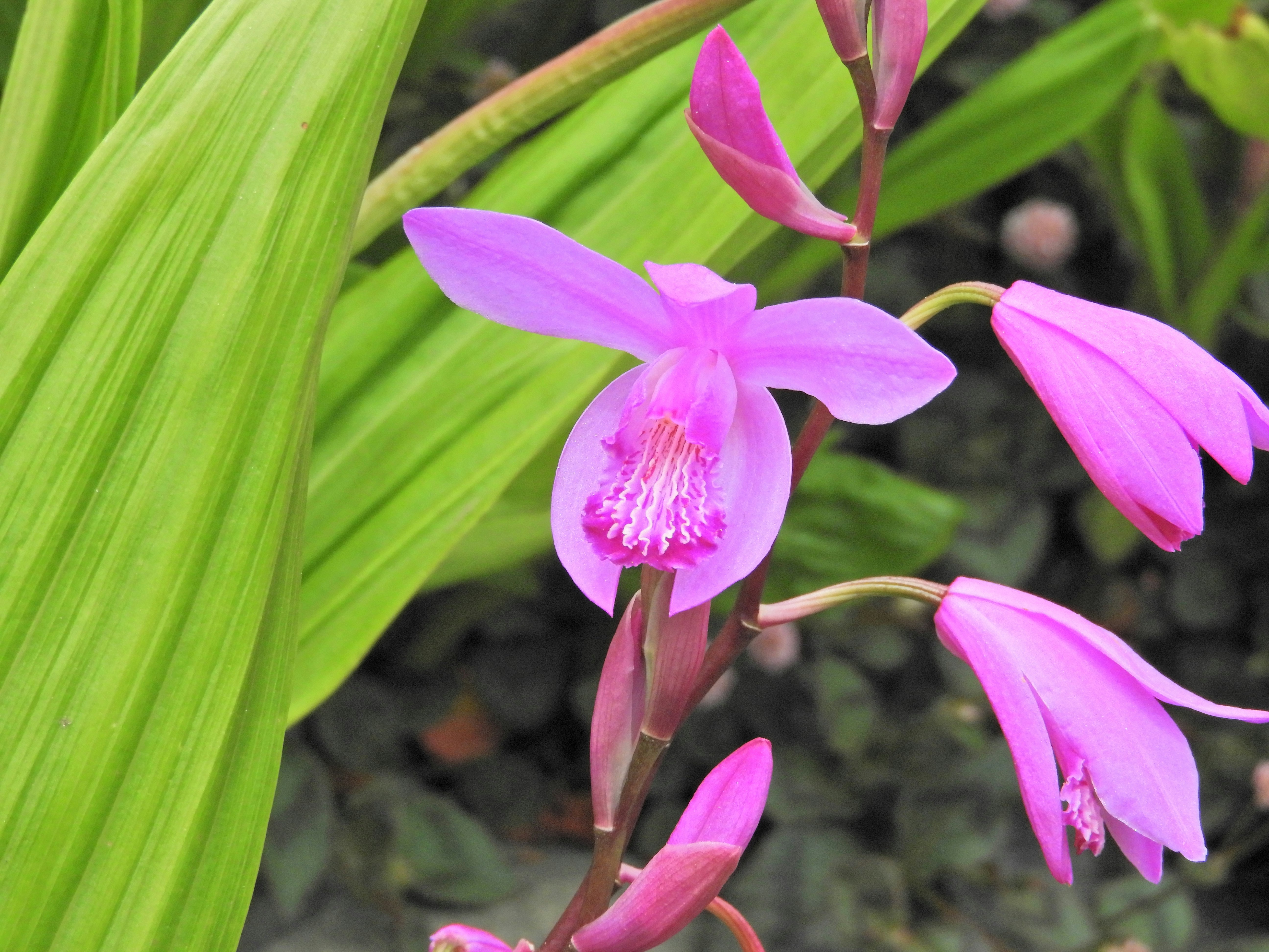 鮮やかなピンクの花と緑の葉が寄り添う花のクローズアップ
