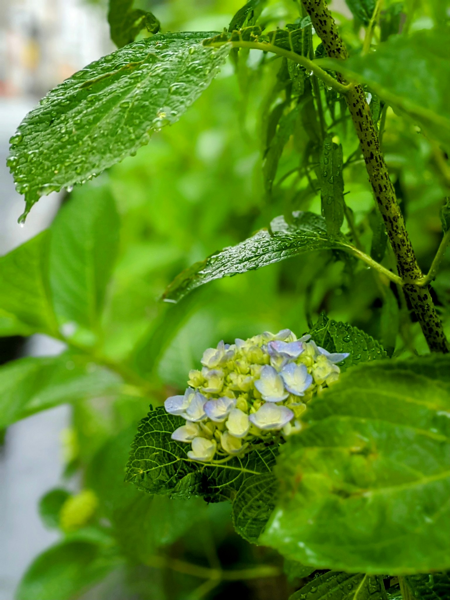 一簇淡藍色和紫色的花苞 nestled 在生機勃勃的綠色葉子中，附有水滴