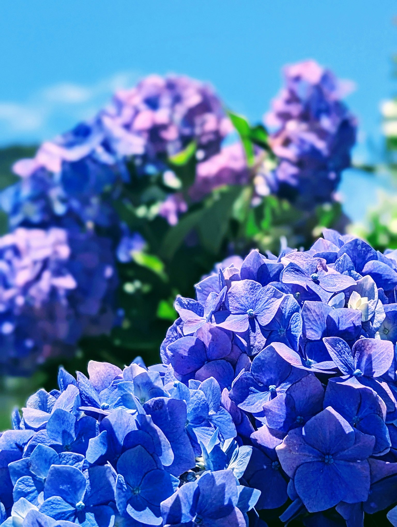 Fiori di ortensia blu e viola in piena fioritura