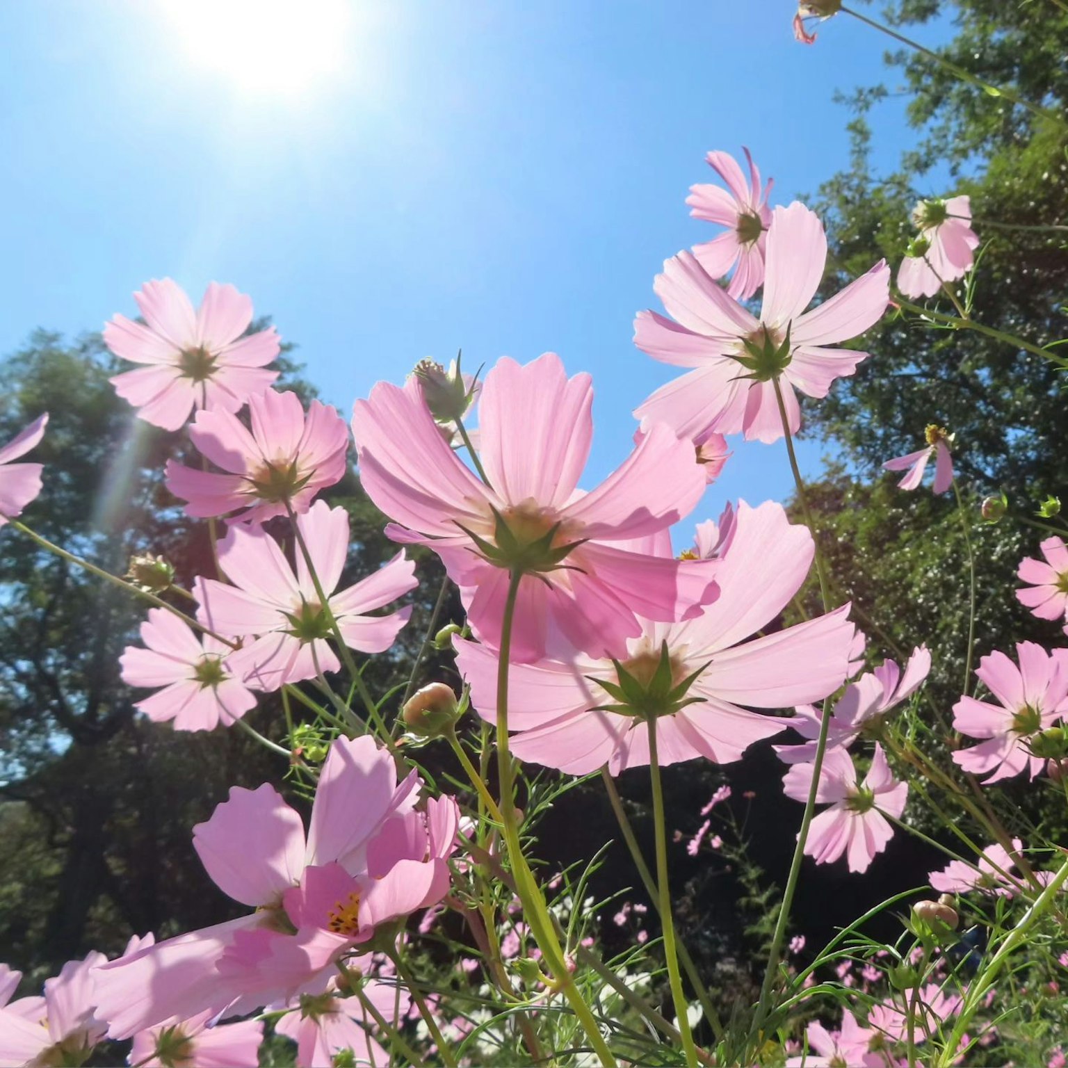 Pink cosmos flowers blooming under a blue sky