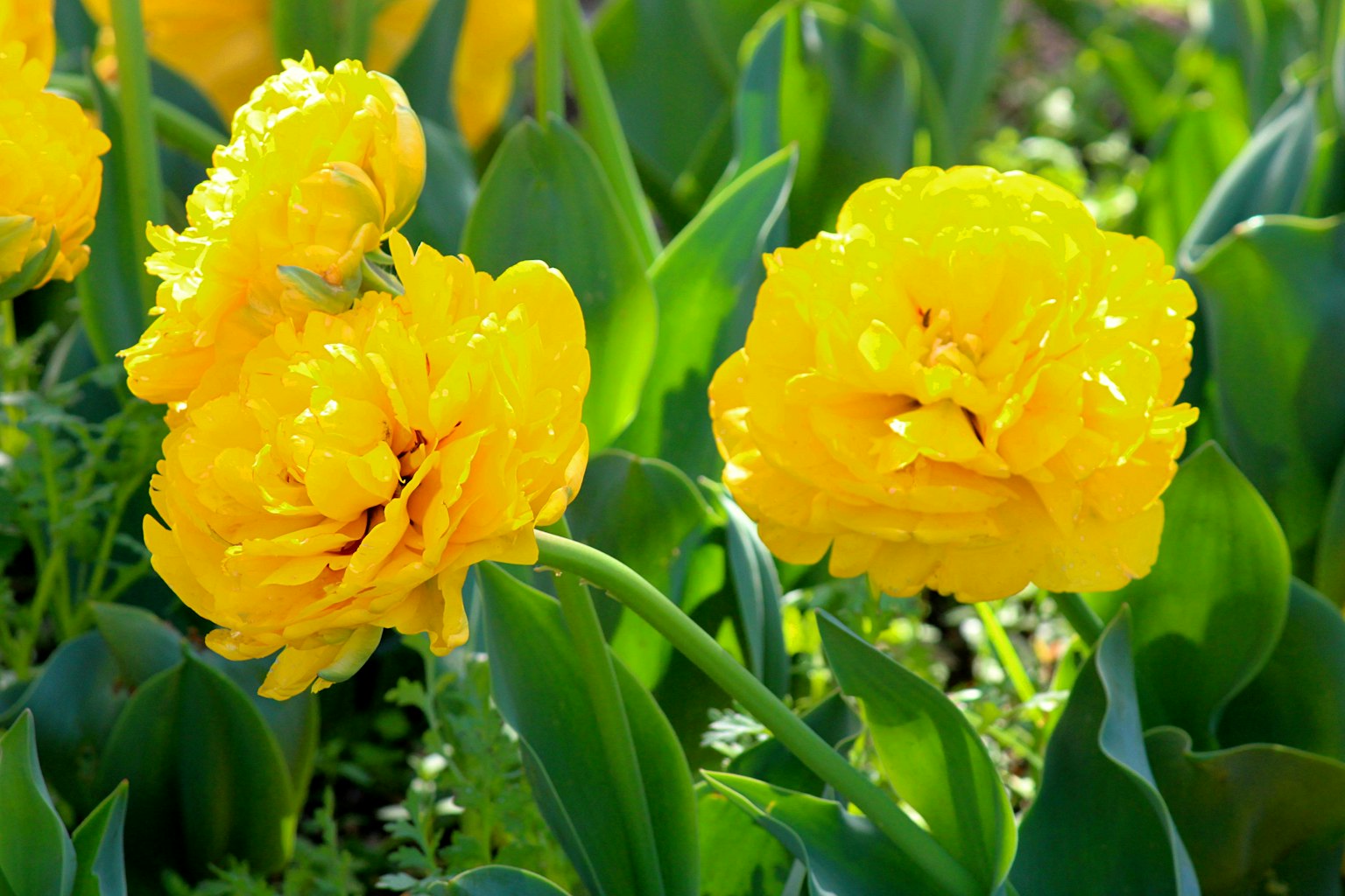 Vibrant yellow tulips blooming in a garden setting