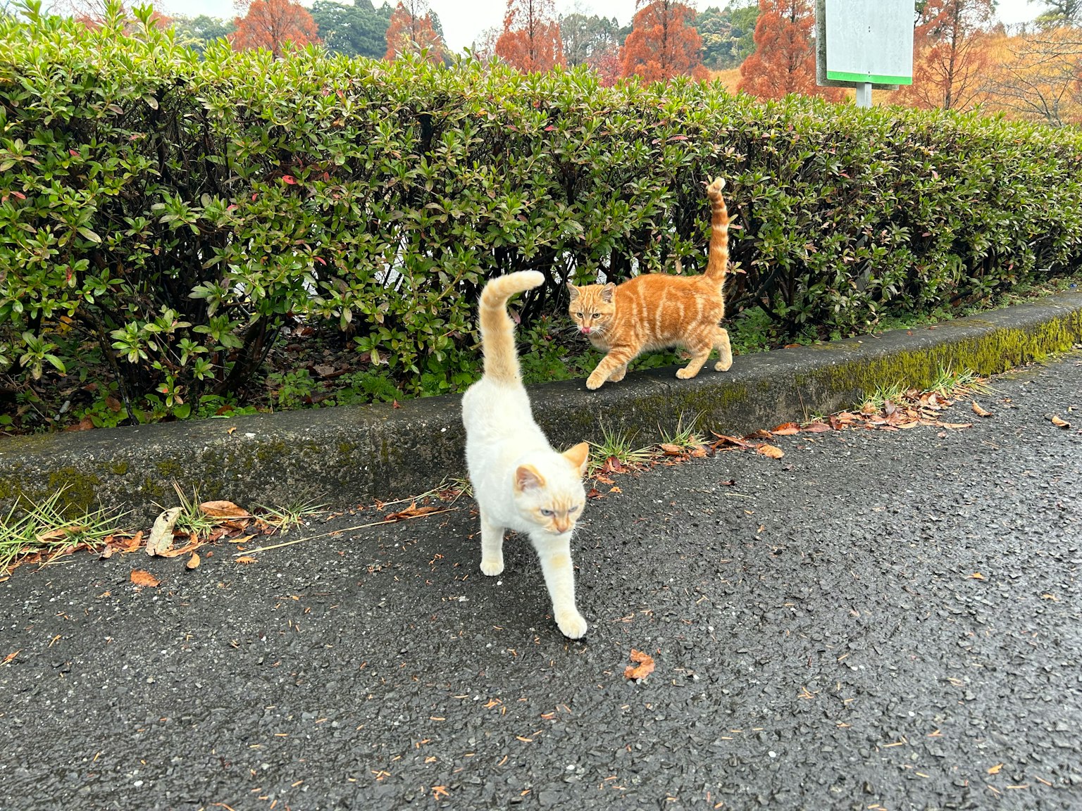 A white cat and an orange cat walking along a path next to a hedge