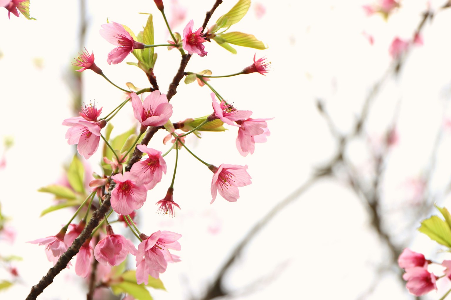 Primo piano di rami di ciliegio in fiore con fiori rosa chiaro e foglie verdi