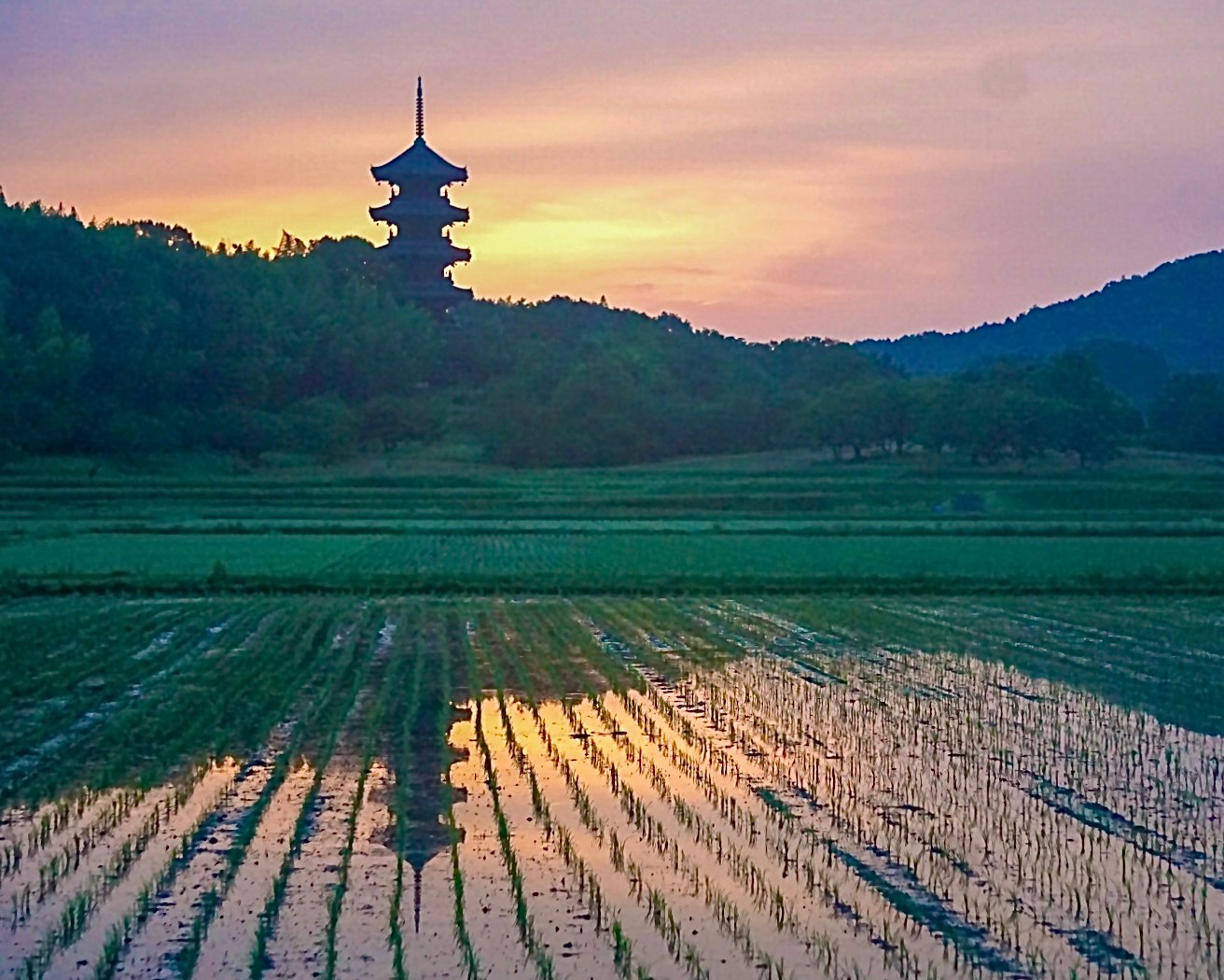 岡山県総社市・備中国分寺前の水田に映る朝焼けリフレクション