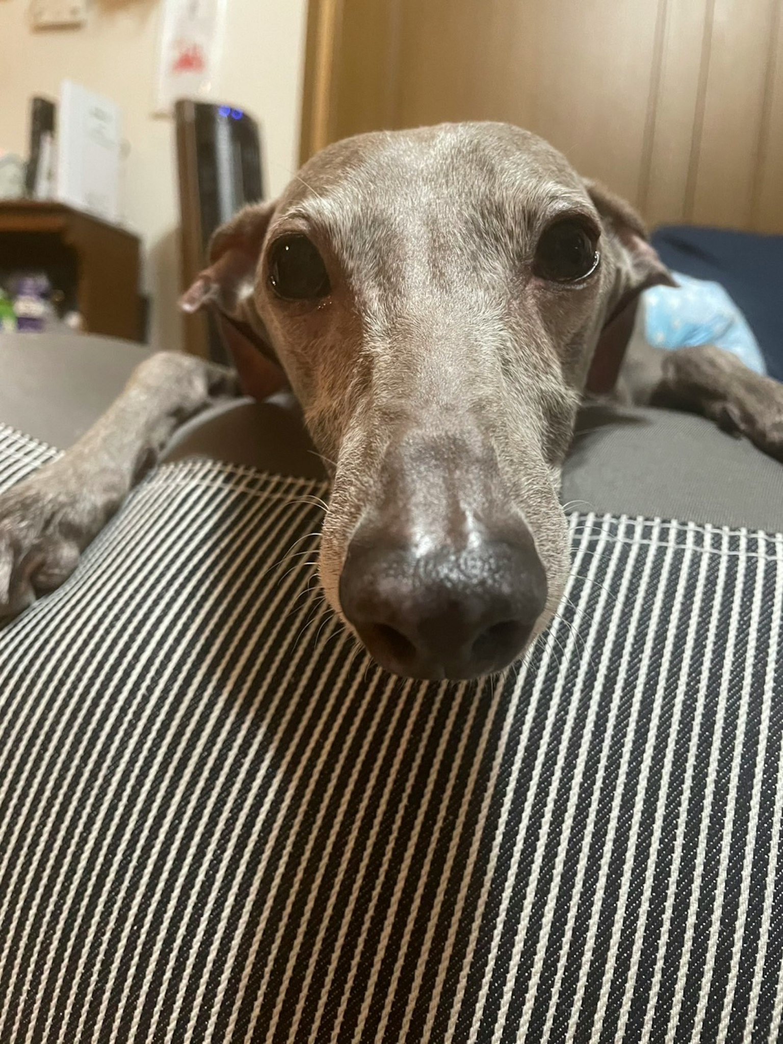 灰色義大利灰hound在沙發上休息