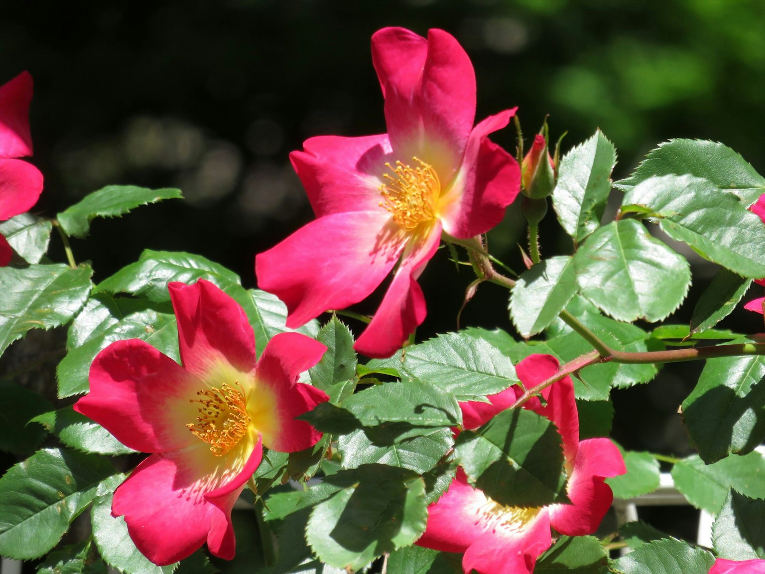 Vibrant pink rose flowers blooming among lush green leaves