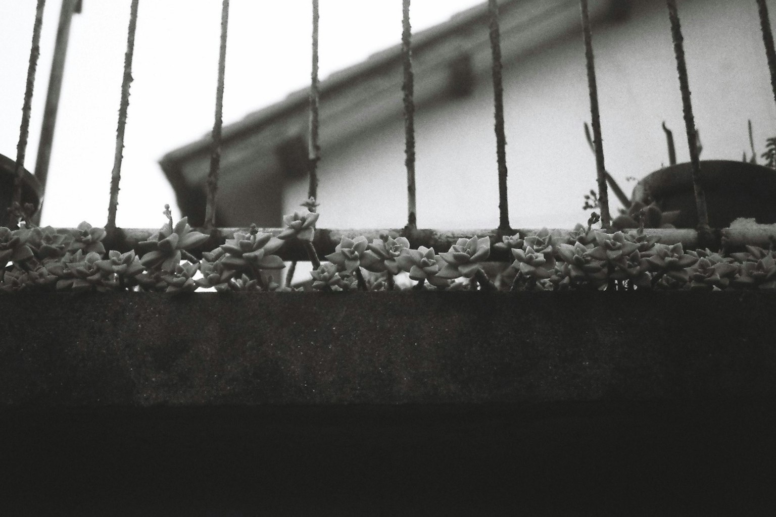 鉄のフェンスの上に積もった白い花びらと背景の家