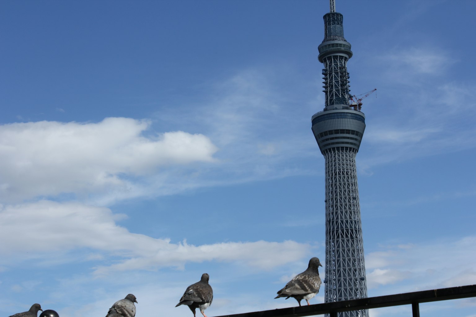 东京晴空塔和前景中的鸽子