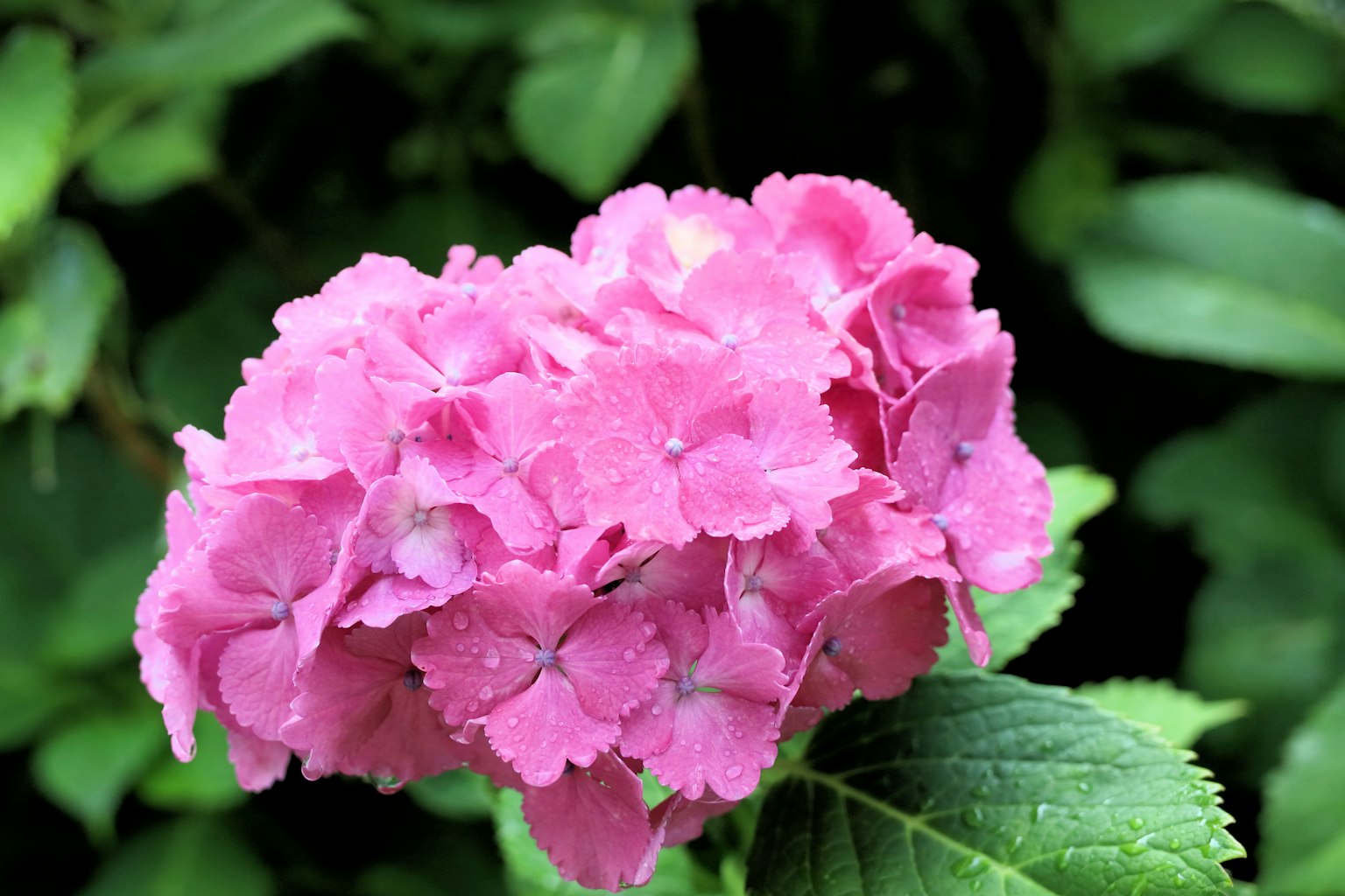 Pink hydrangea flower blooming among green leaves